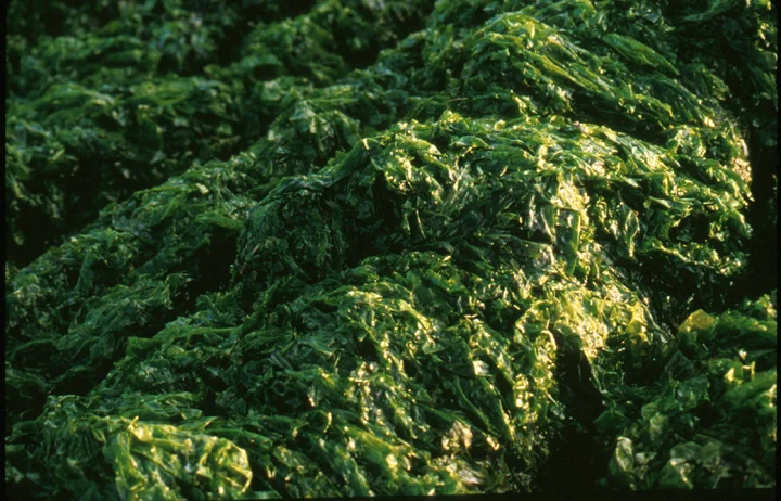 "Sea Weed Fields - detail" 1993, 30x20" digital c print