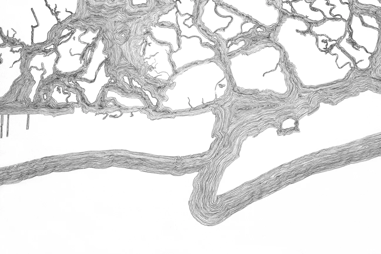 "Frogs, Minnows, Flounder, and Blues" 2015, detail, graphite on paper