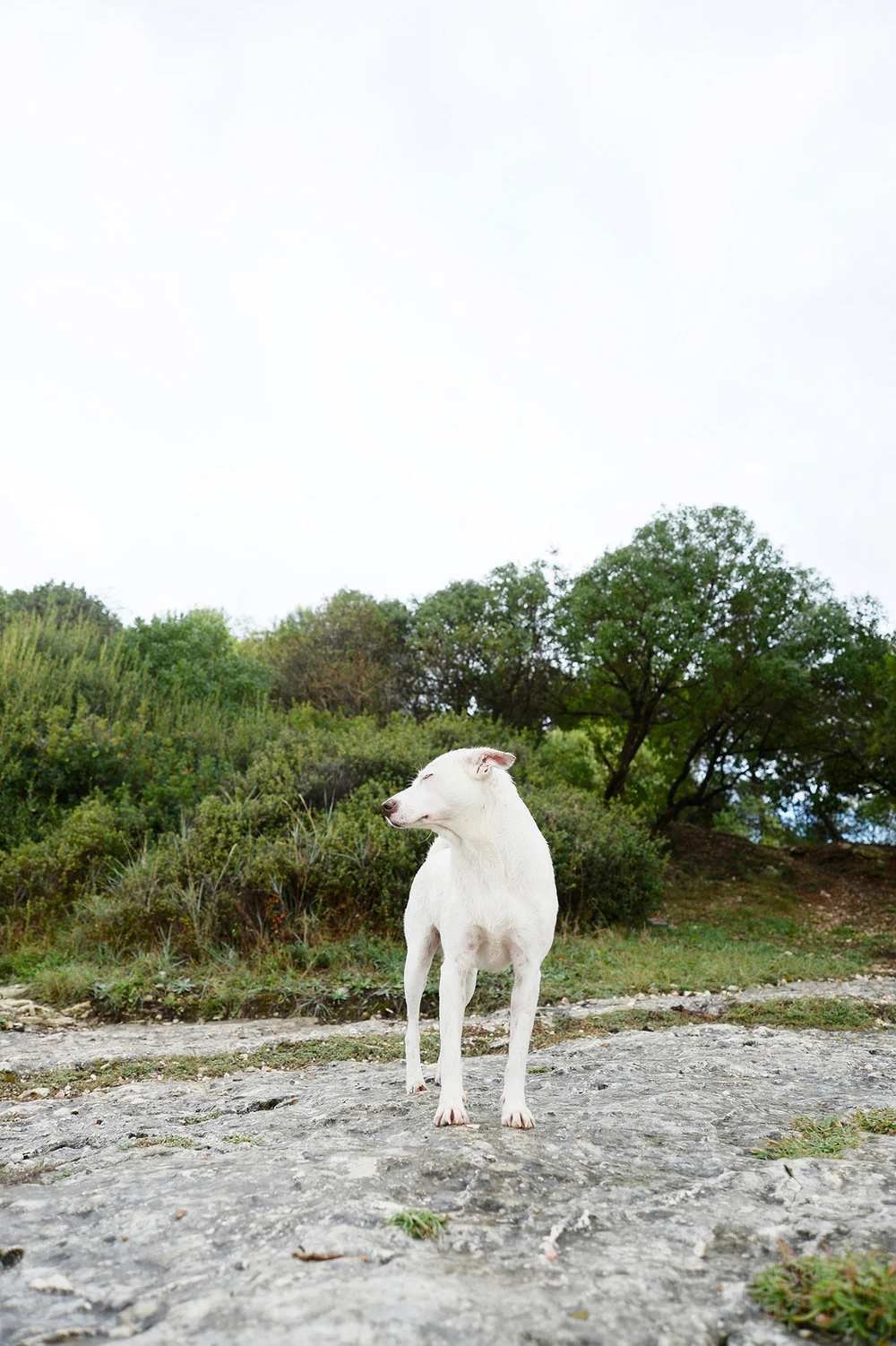 hund_36151.jpg