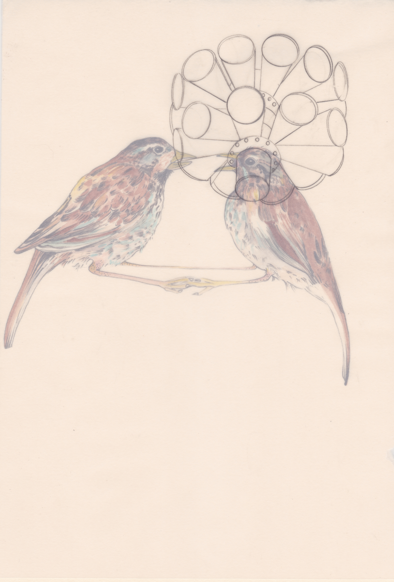 sparrows