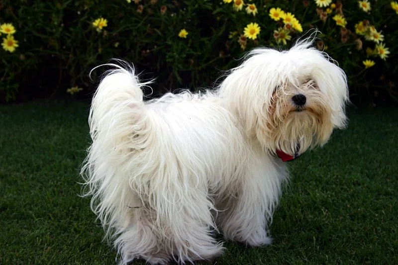 Estrellita de atrás