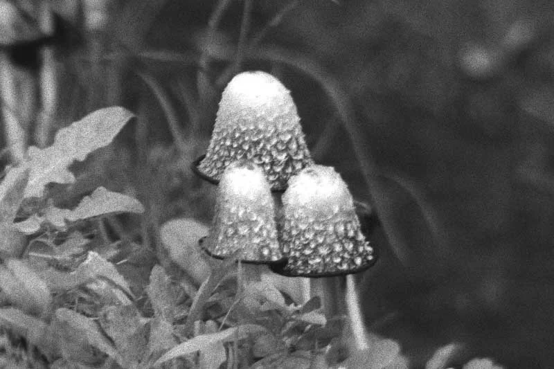 Hongos psicotrópicos bloguísticos