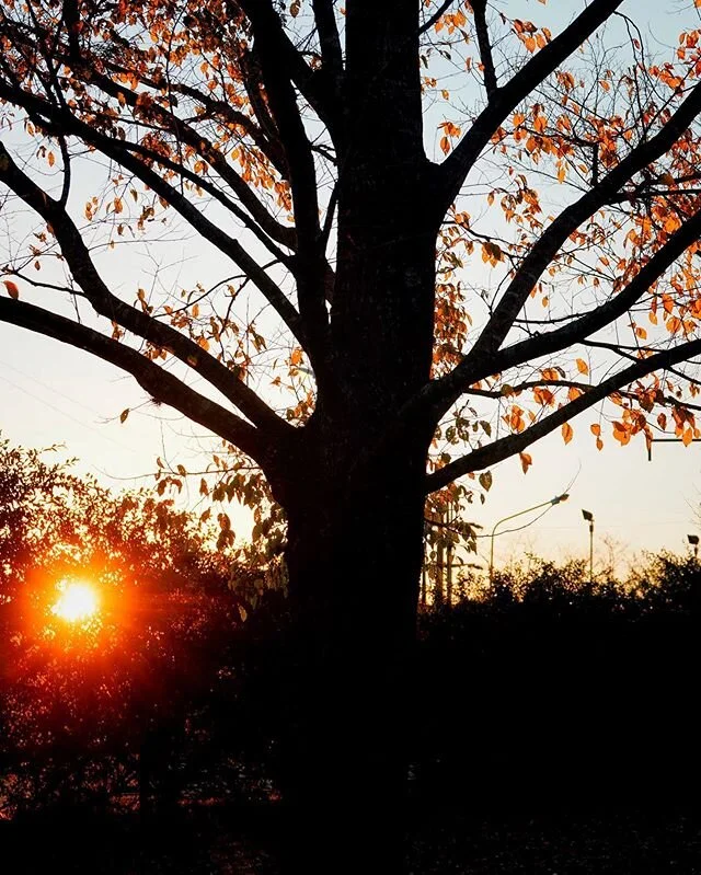 Todav&iacute;a quedan algunas hojas.