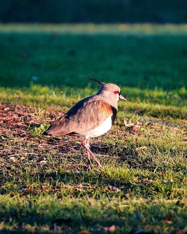 Ojos del mism&iacute;simo Sat&aacute;n.