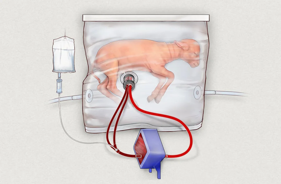 illustration of baby lamb inside artificial womb