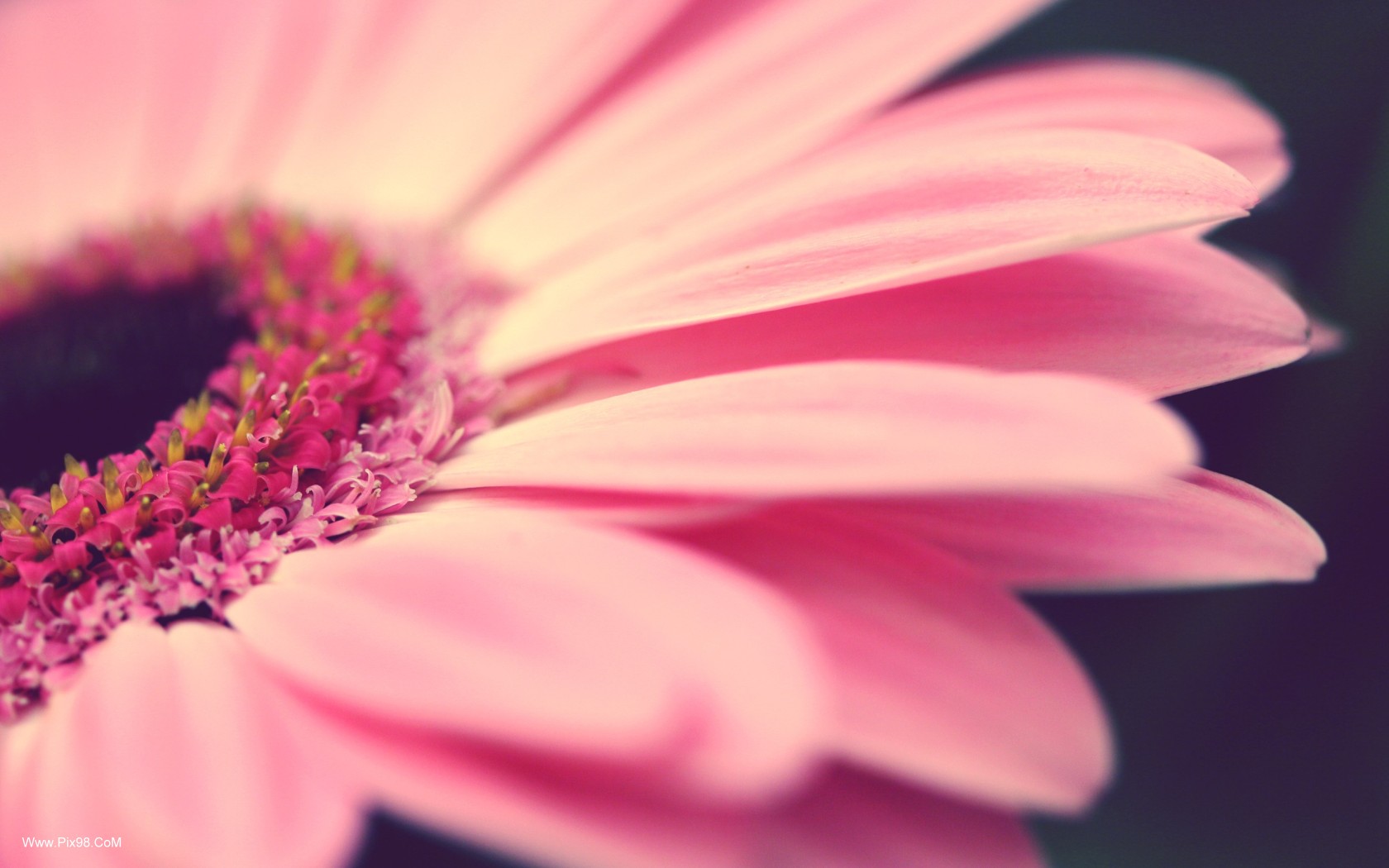 Pink-Flower-With-High-Revolution-.jpg