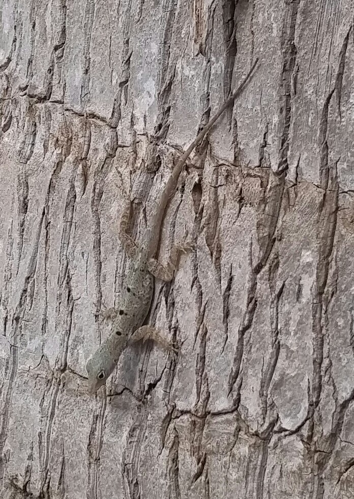 Ctenonotus stratulus , Flamico.