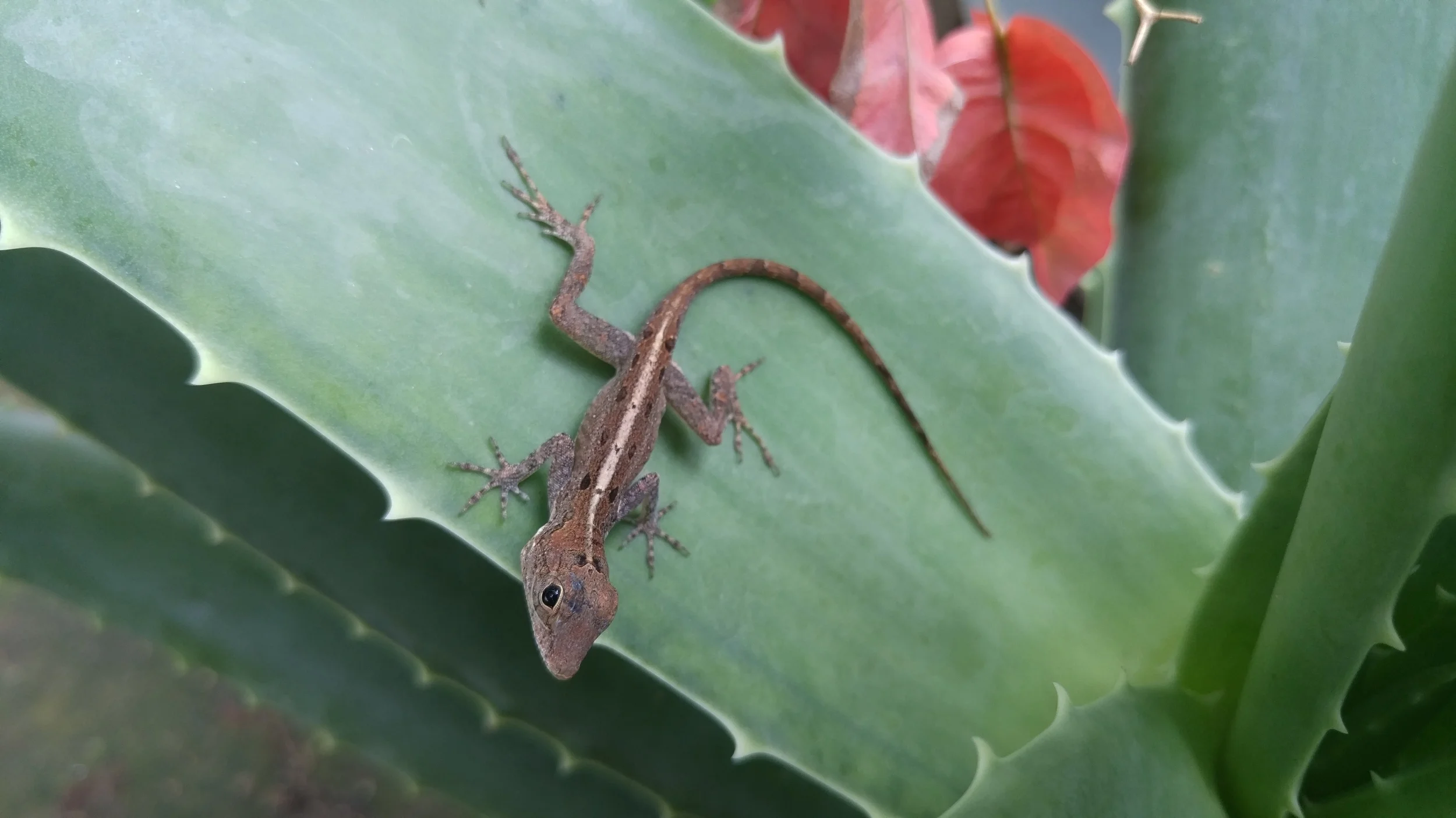 Anolis cristatellus, Culebra.