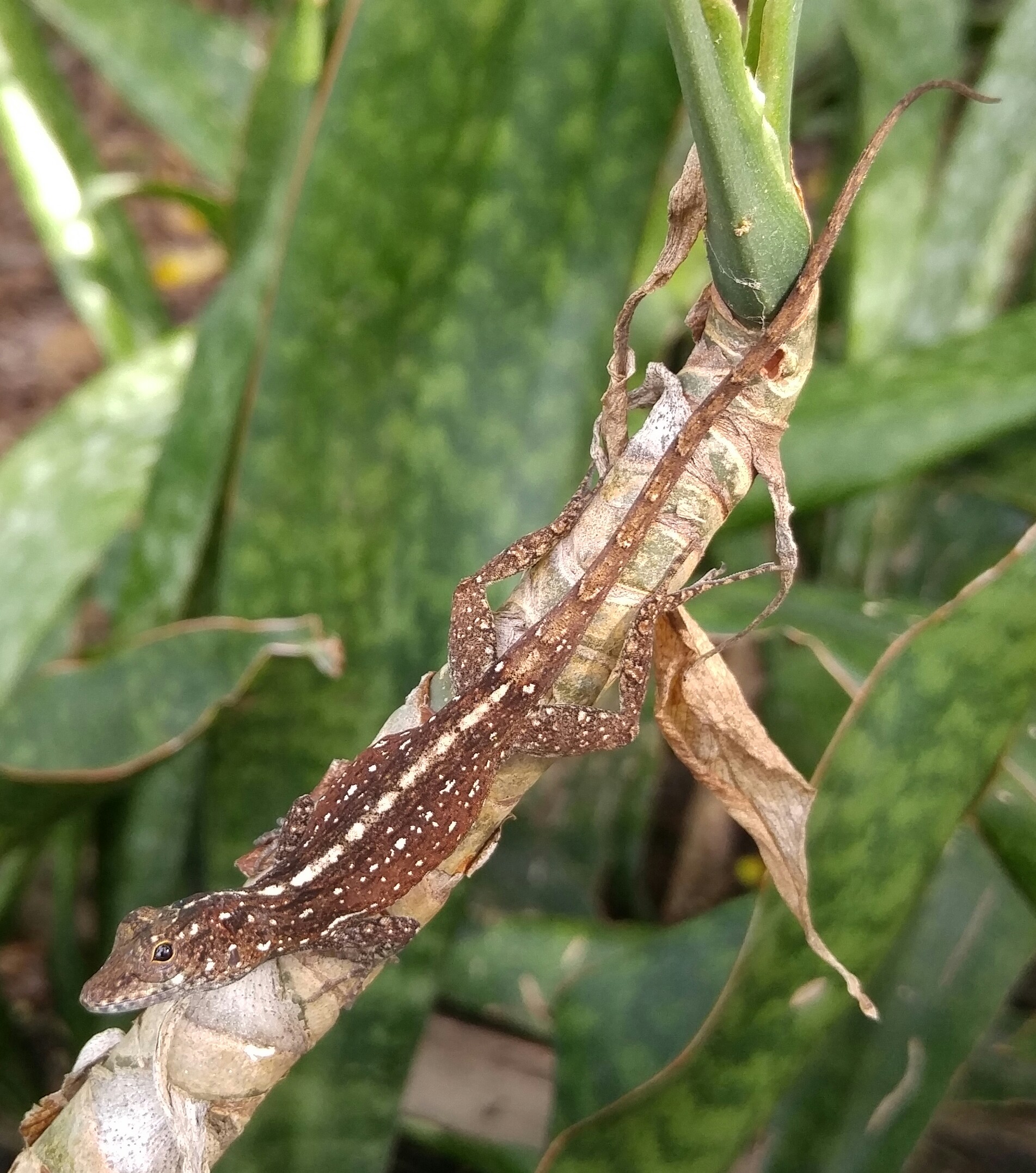 Anolis cristatellus, Culebra