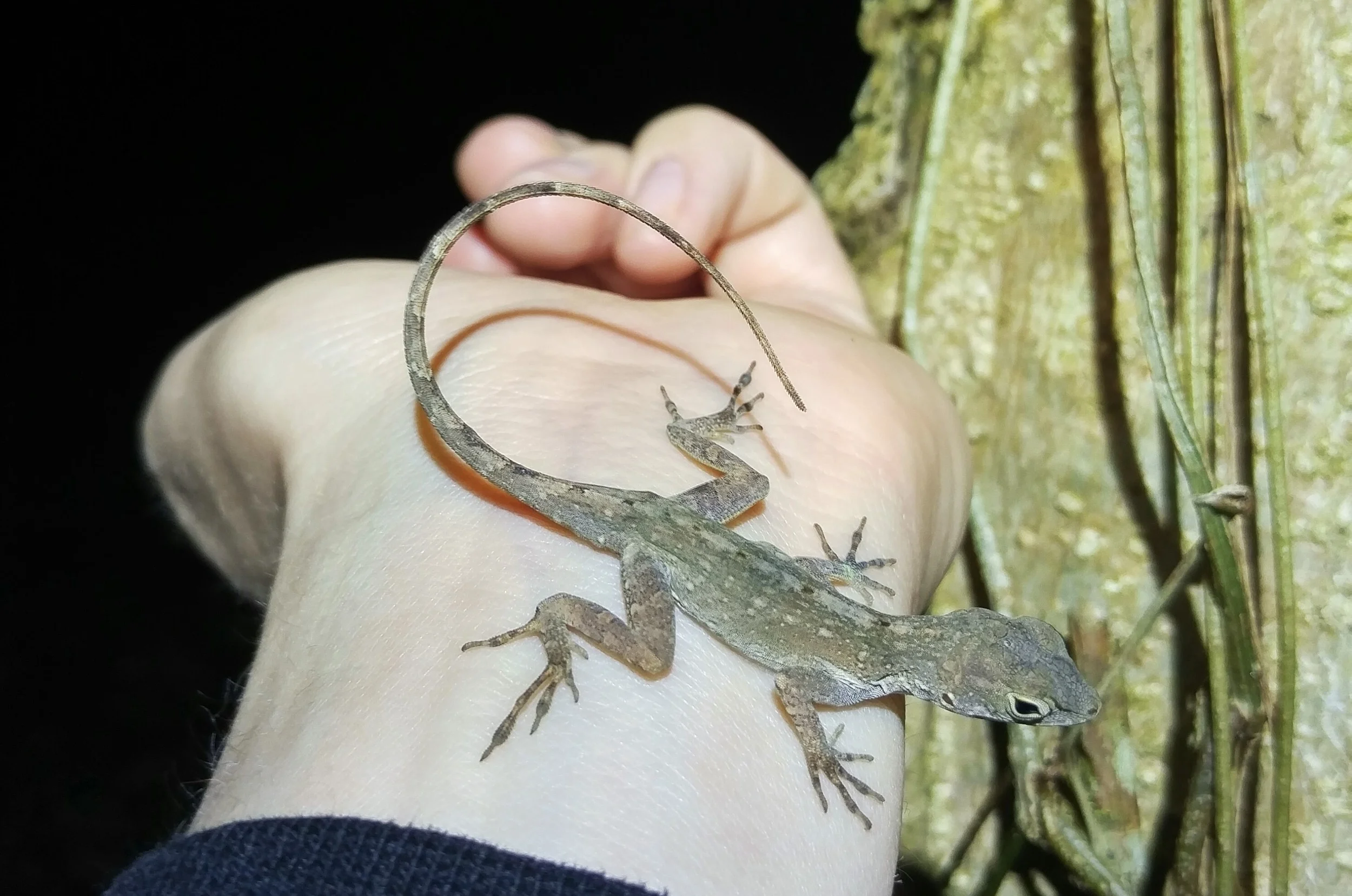 Anolis cristatellus , Puerto Rican Crested Anole