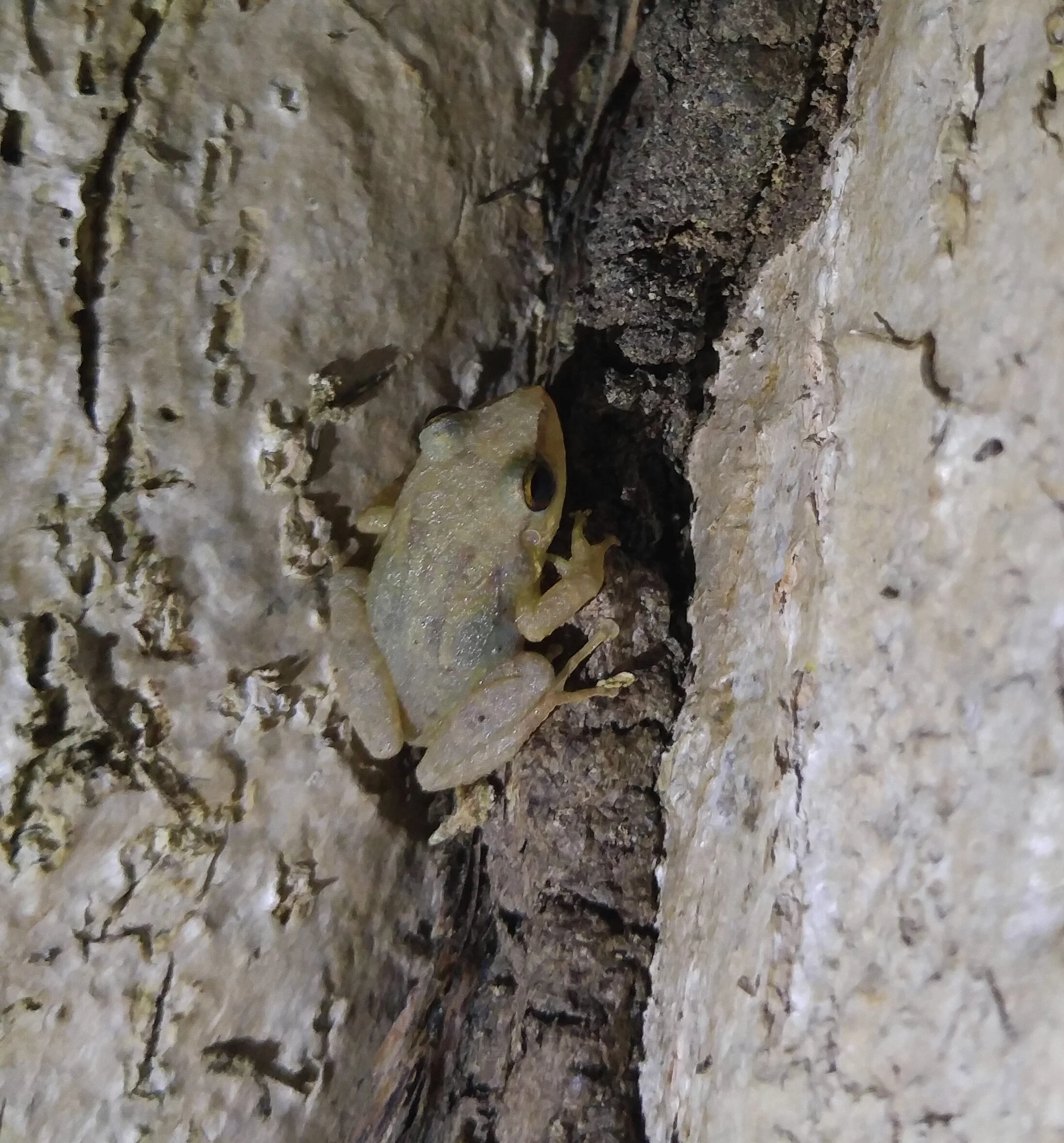 Common coqui, Eleutherodactylus coqui