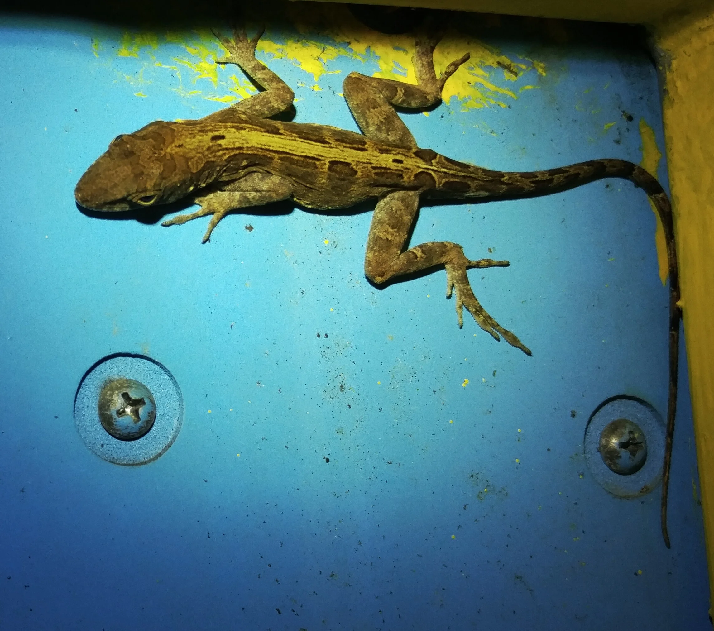 Puerto Rican Crested Anole sleeping behind a sign, Anolis cristatellus