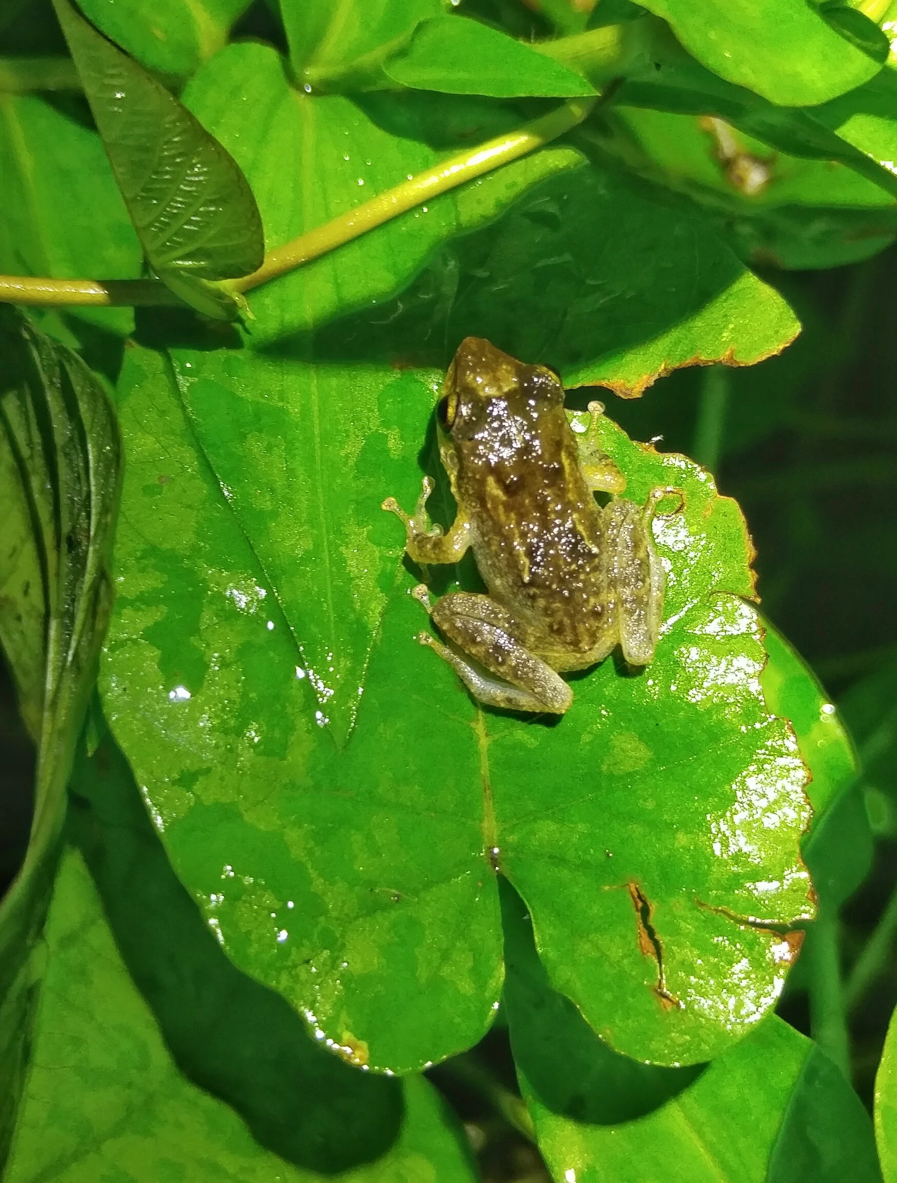 Common coqui, Eleutherodactylus coqui