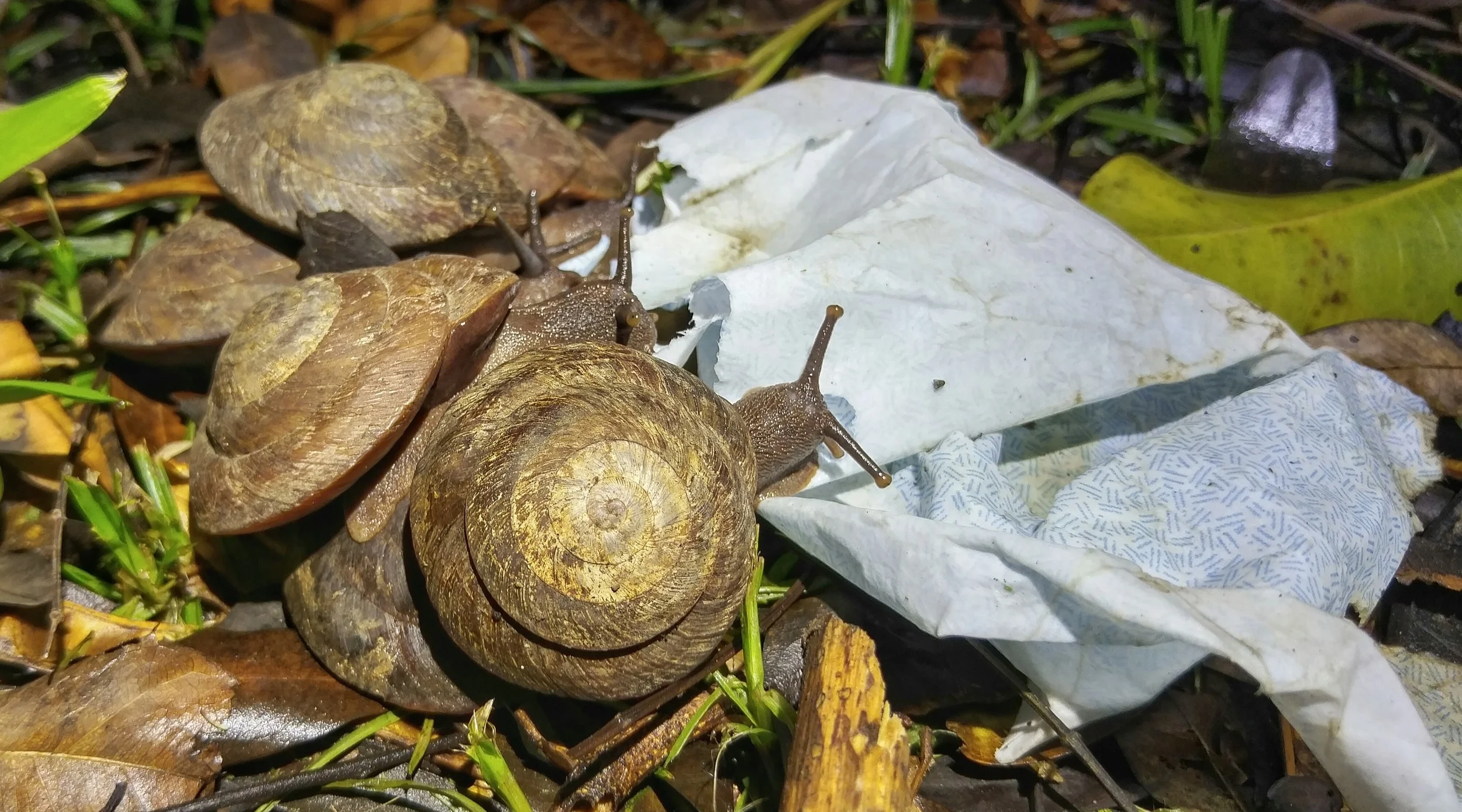 These snails were sharing an envelope for dinner.