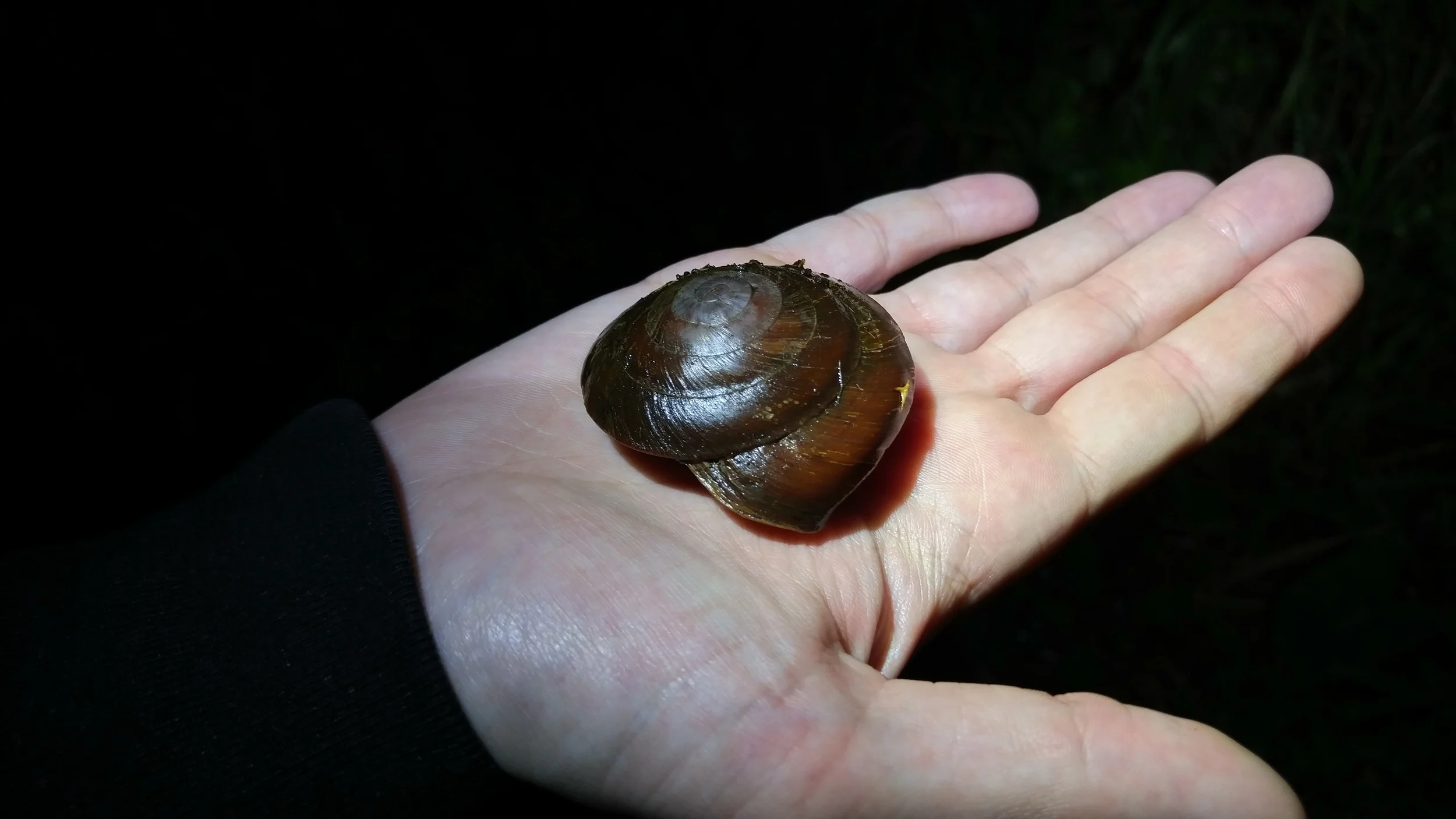 There was a variety of large land snails.