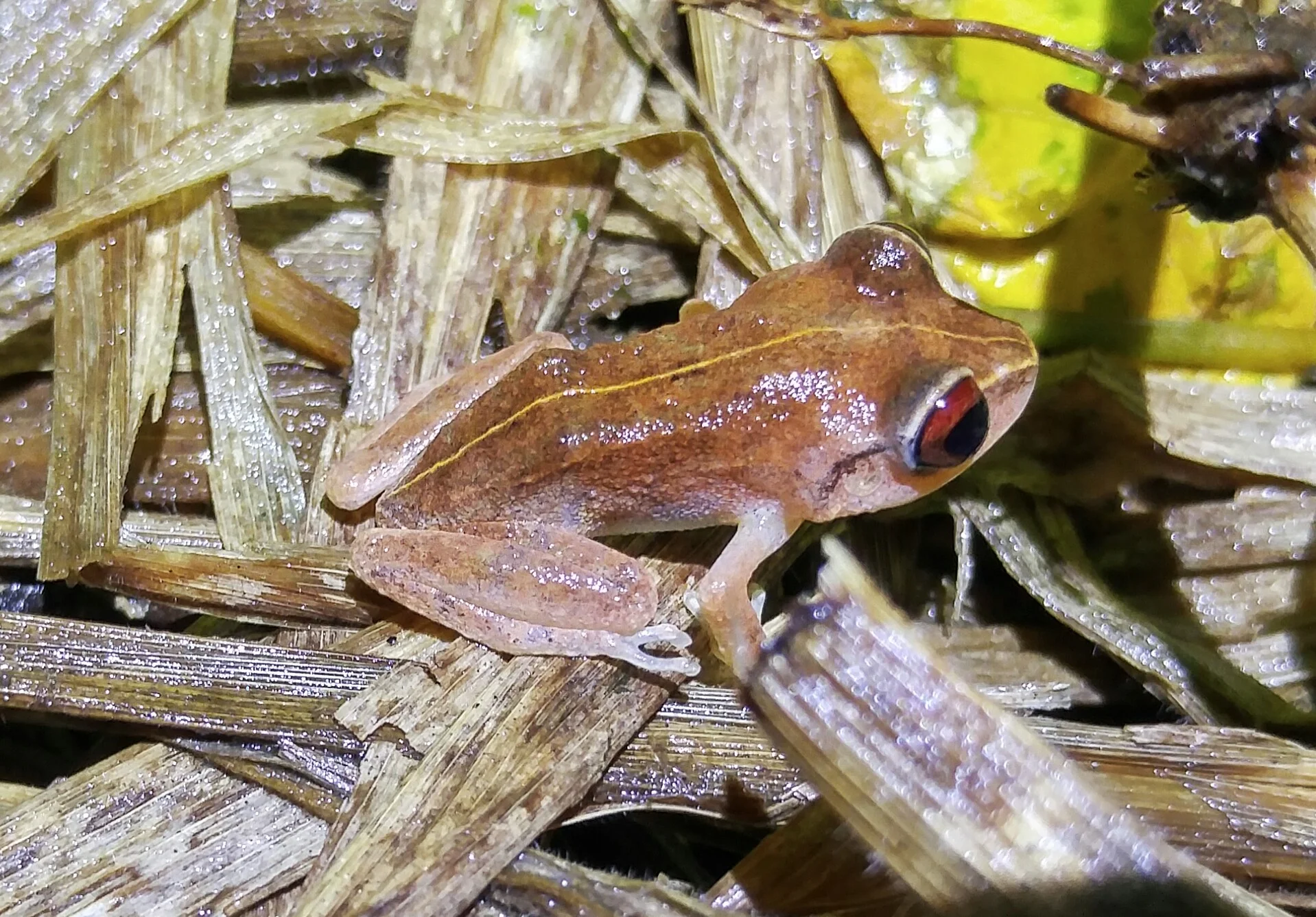 Red-eyed Coqui frog , Eleutherodactylus antillensis