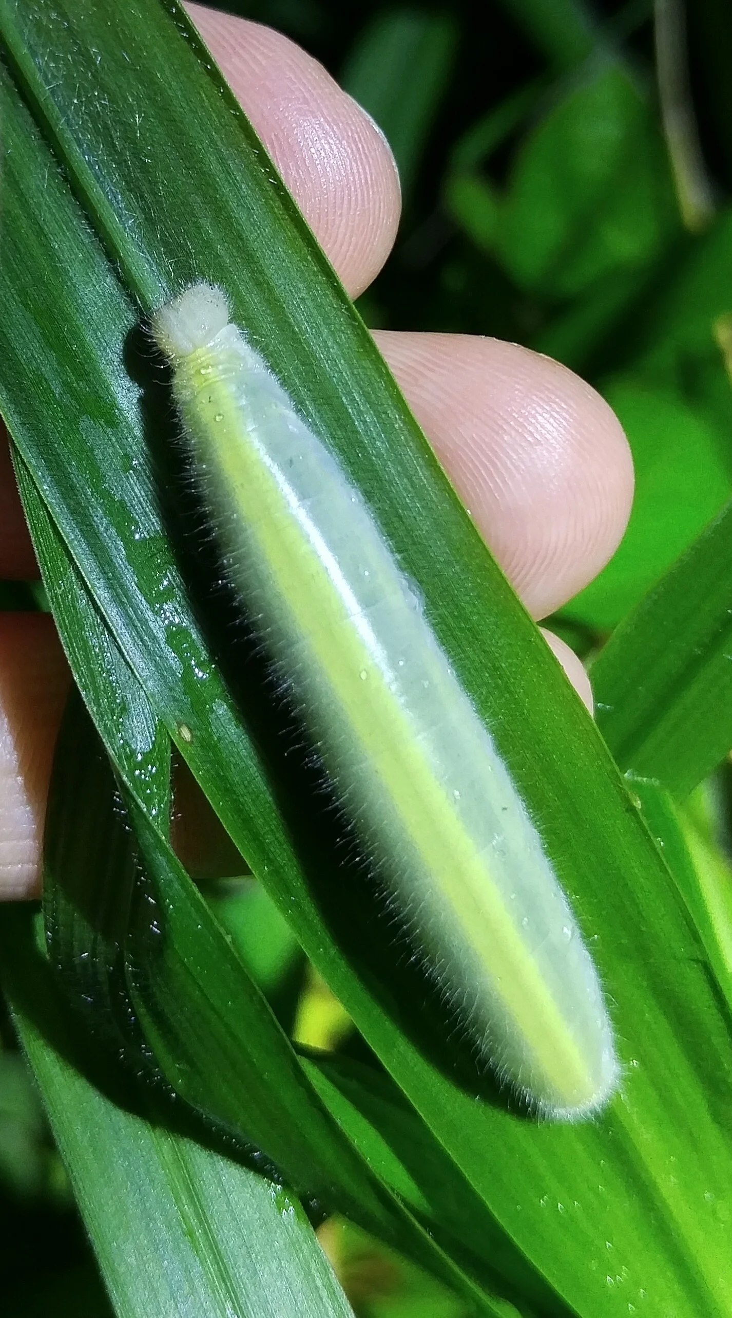 Caterpillar