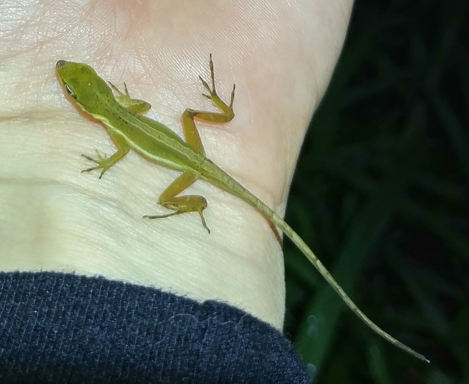 Grass Anole, Anolis krugi