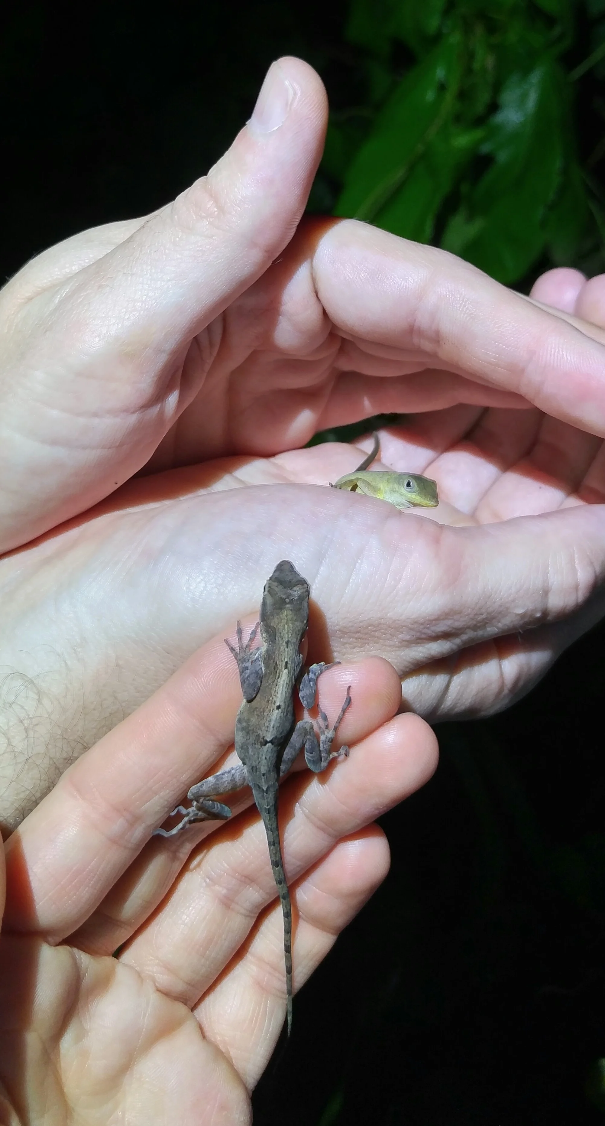 Puerto Rican Crested Anole, Anolis cristatellus