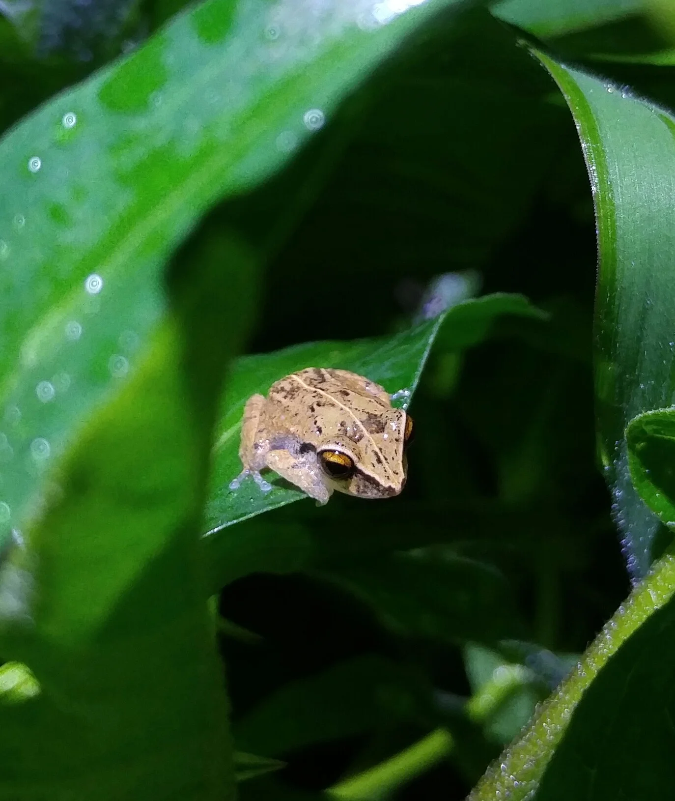 Common coqui, Eleutherodactylus coqui