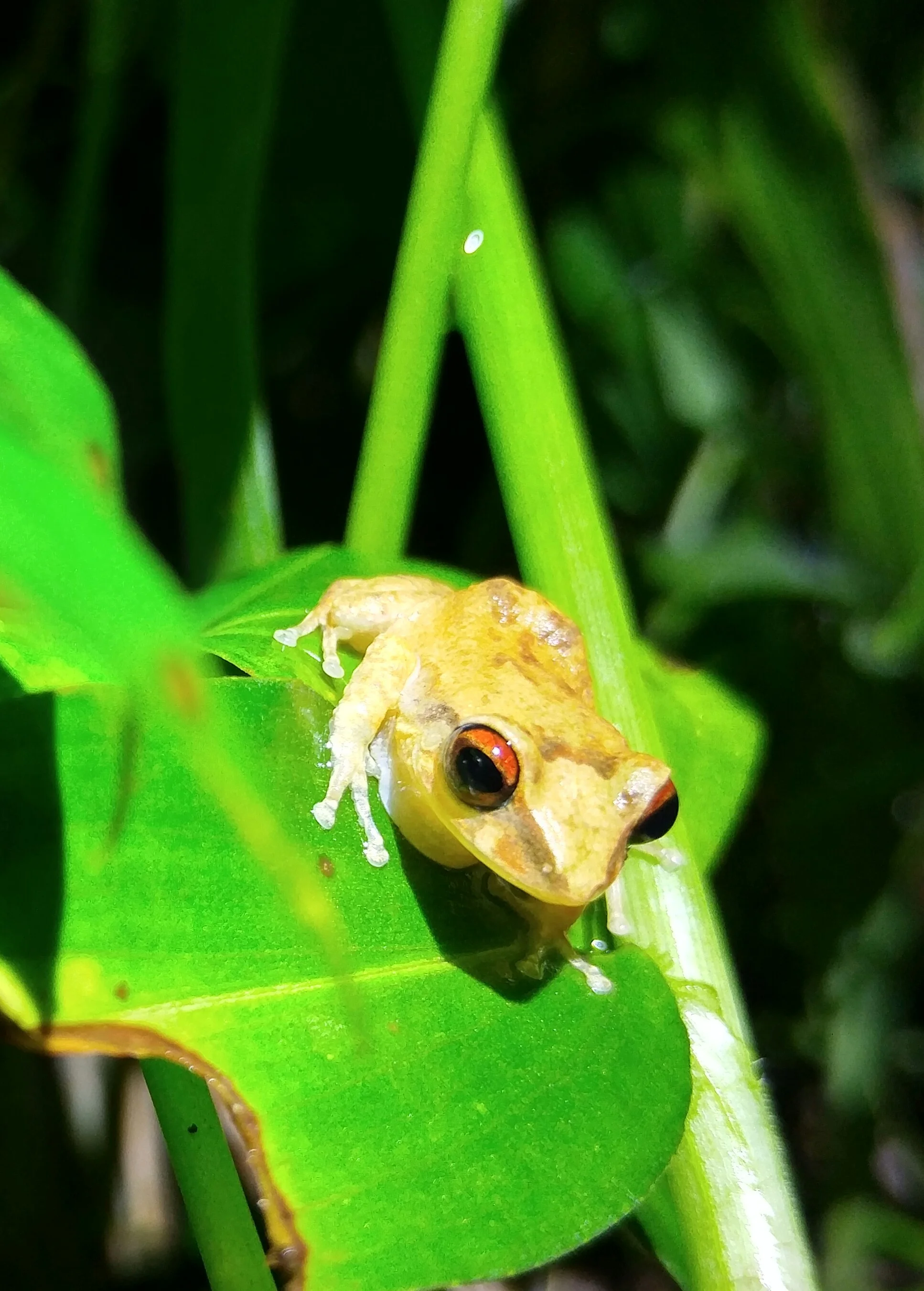 Red-eyed Coqui, Eleutherodactylus antillensis