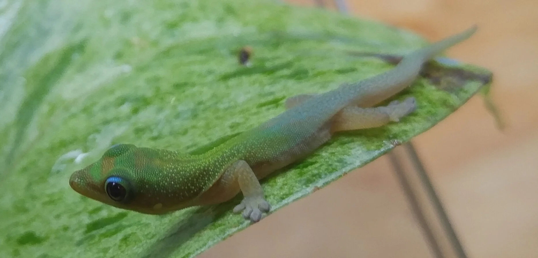 Basking areas can created using plants or branches. 