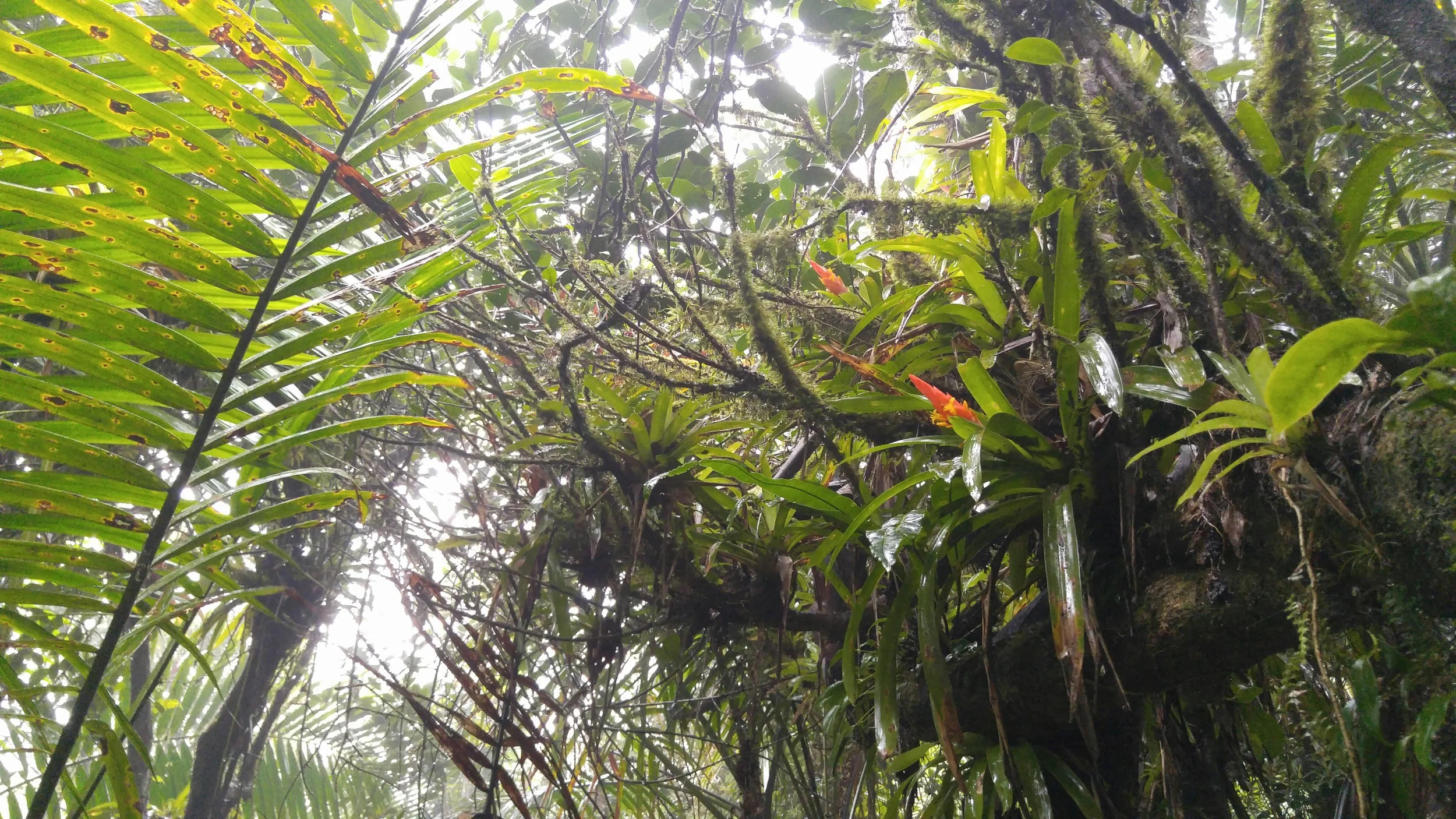 Bromeliads in Bloom , El Yunque National Forest