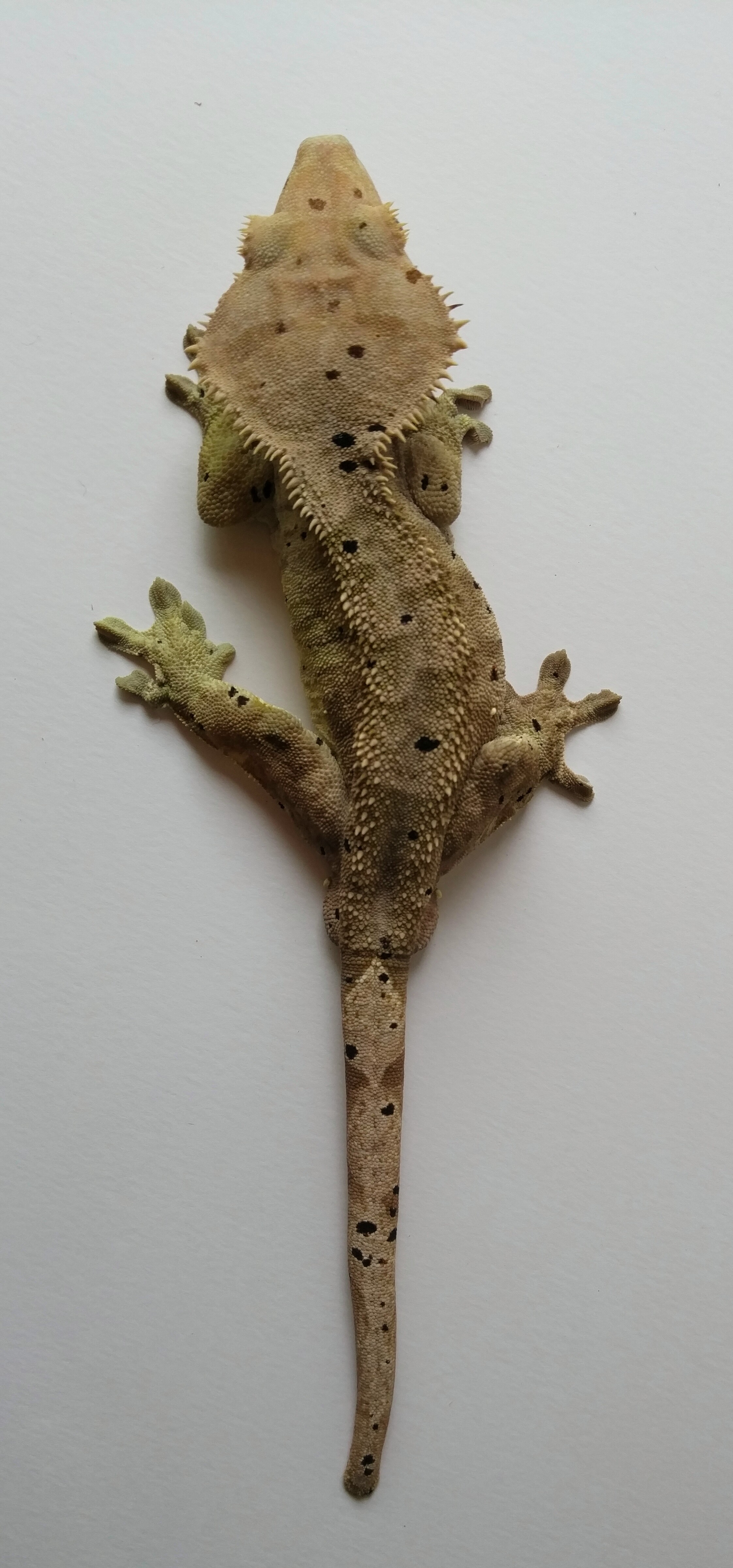 Male 1 : This huge male (Need weight) was produced by lauren oquita. He has incredible pin scales in multiple rows. 