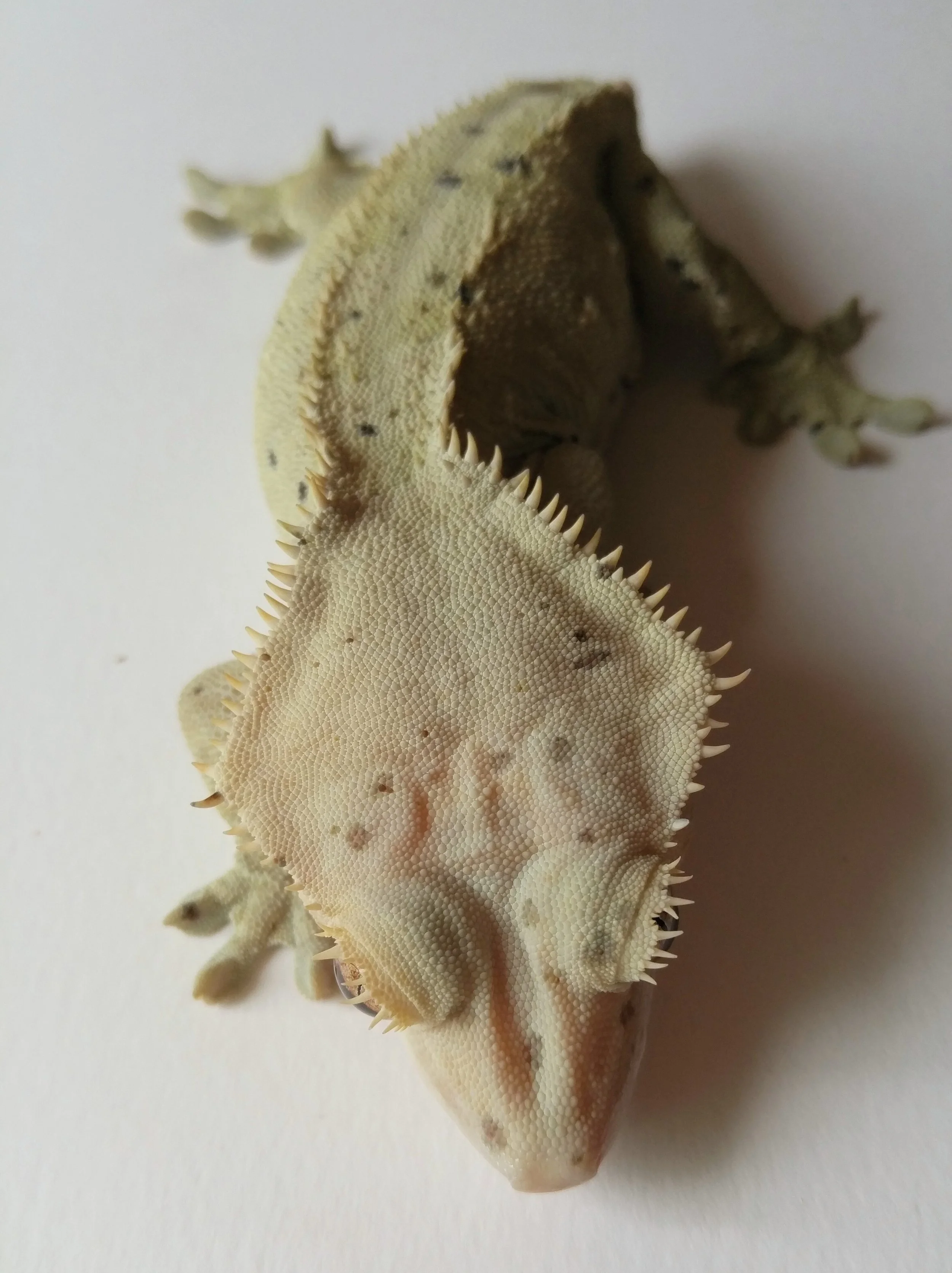Cookie, pangea line. Even without her tail, this is a big girl weighing 60 grams. 