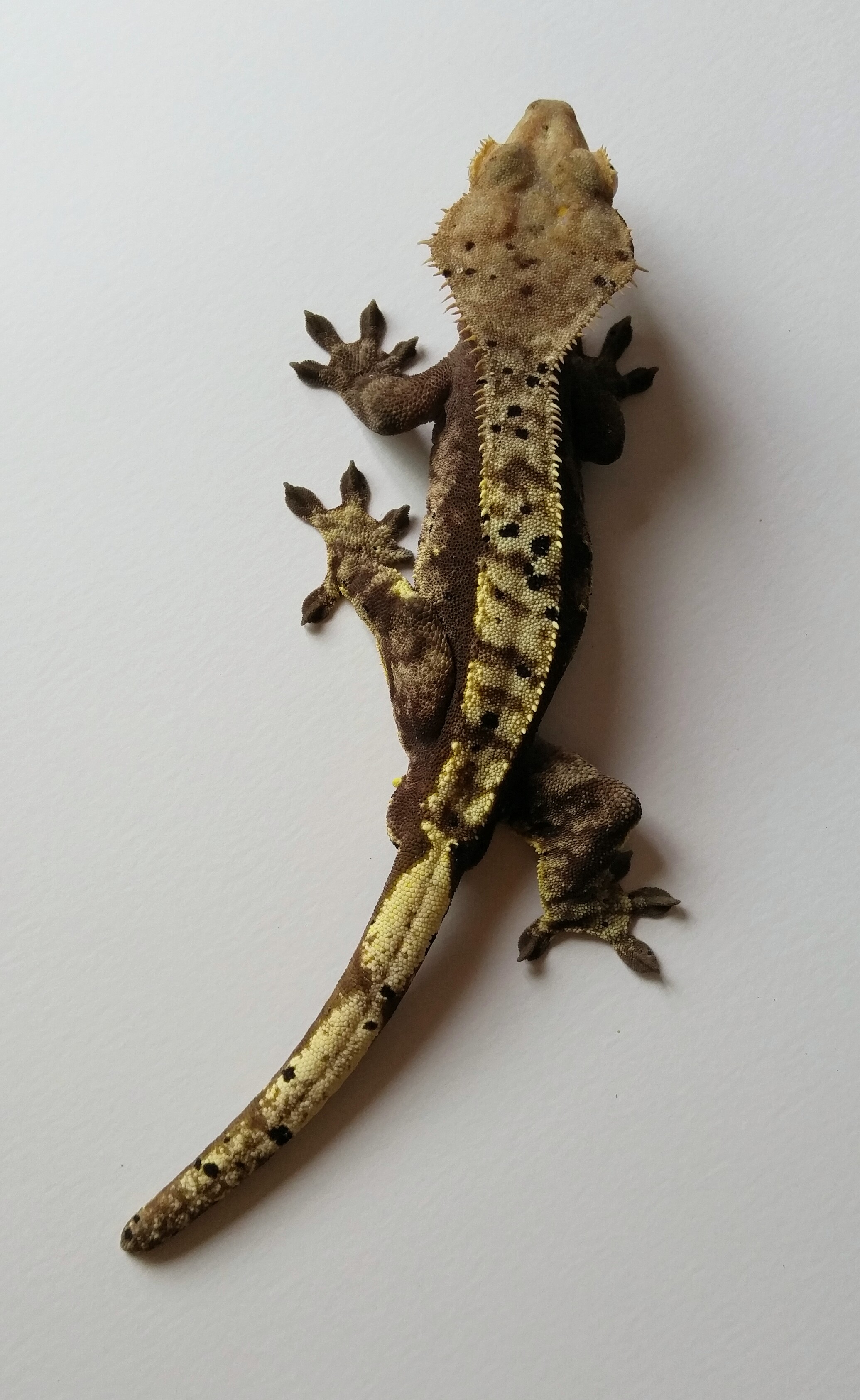 Male 5 B. This male has nice ink blotches and has produced super dalmatians. 