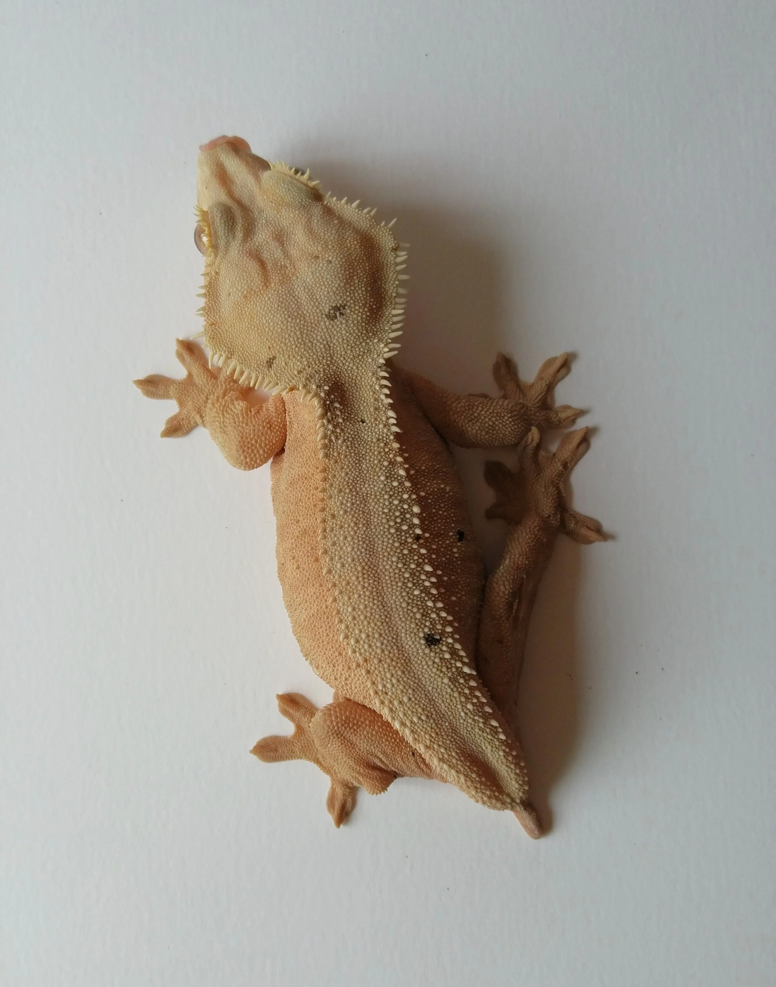 Female 6B: This pretty pink bicolor female was produced by Lauren Oquita. 
