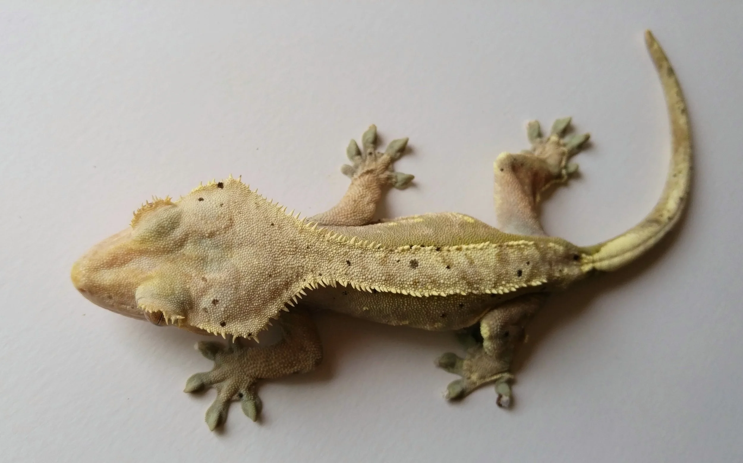 Female 7b: Pangea line 