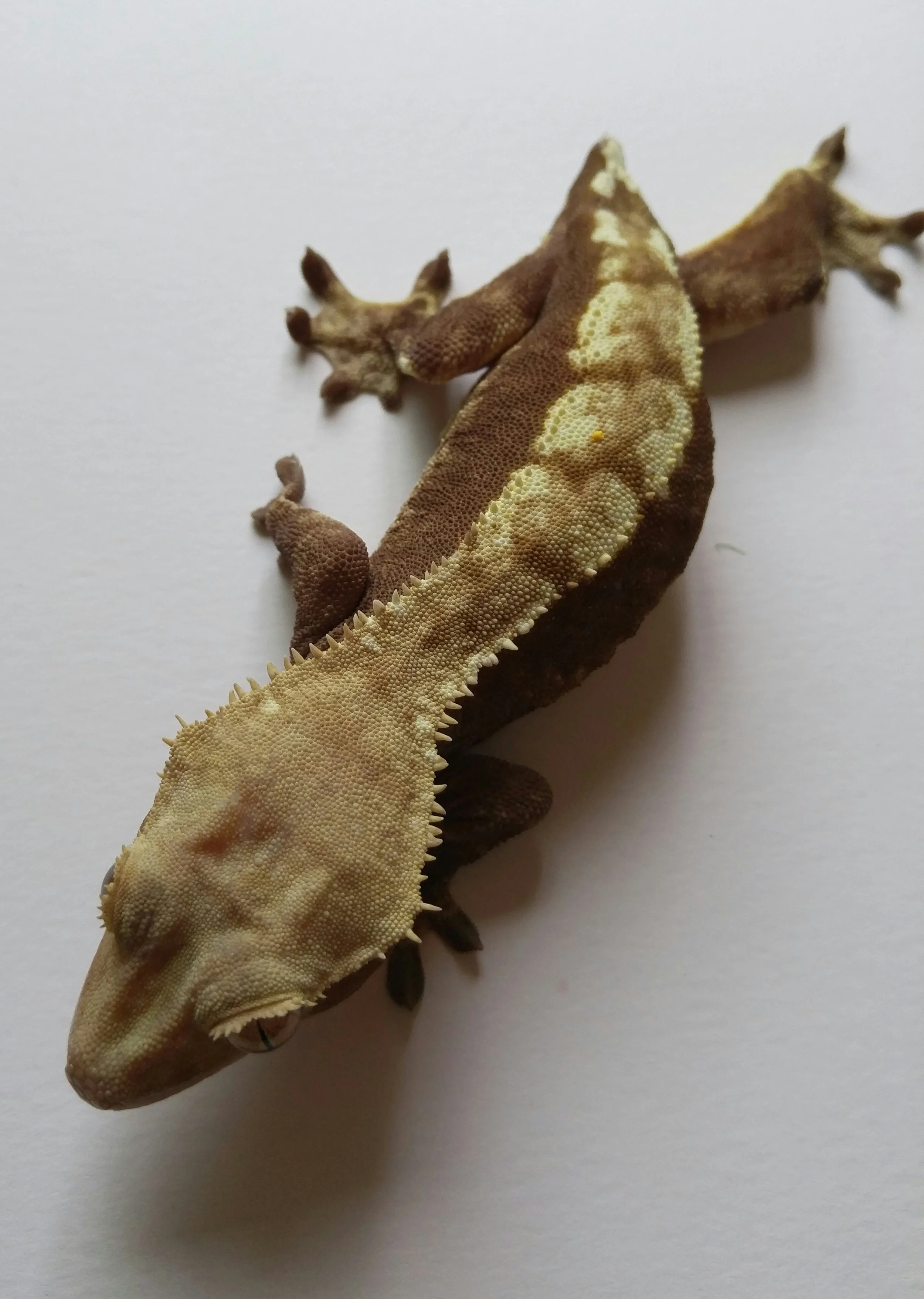 Female 10c