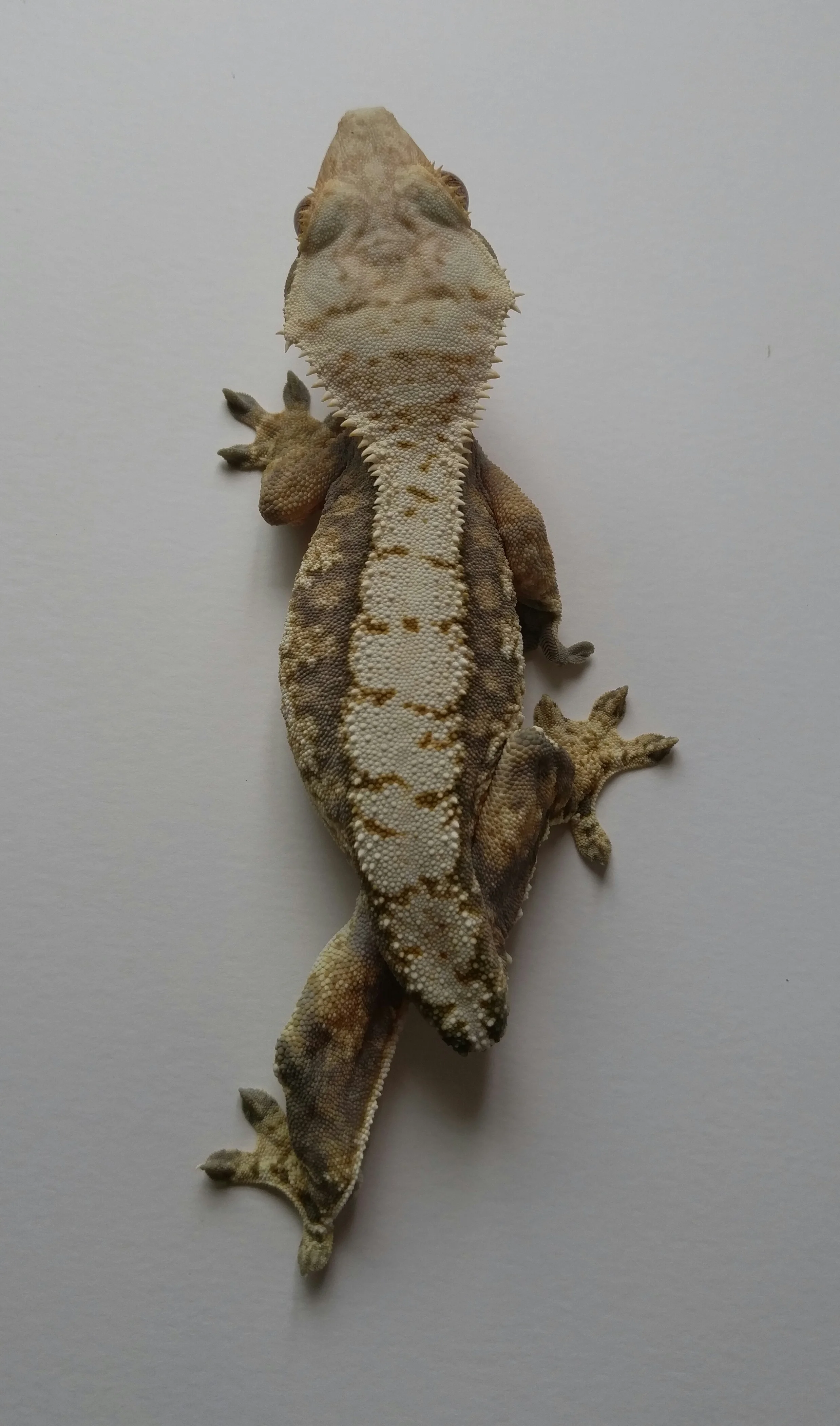 Electra (19E) Pangea line. blond Super harlequin 