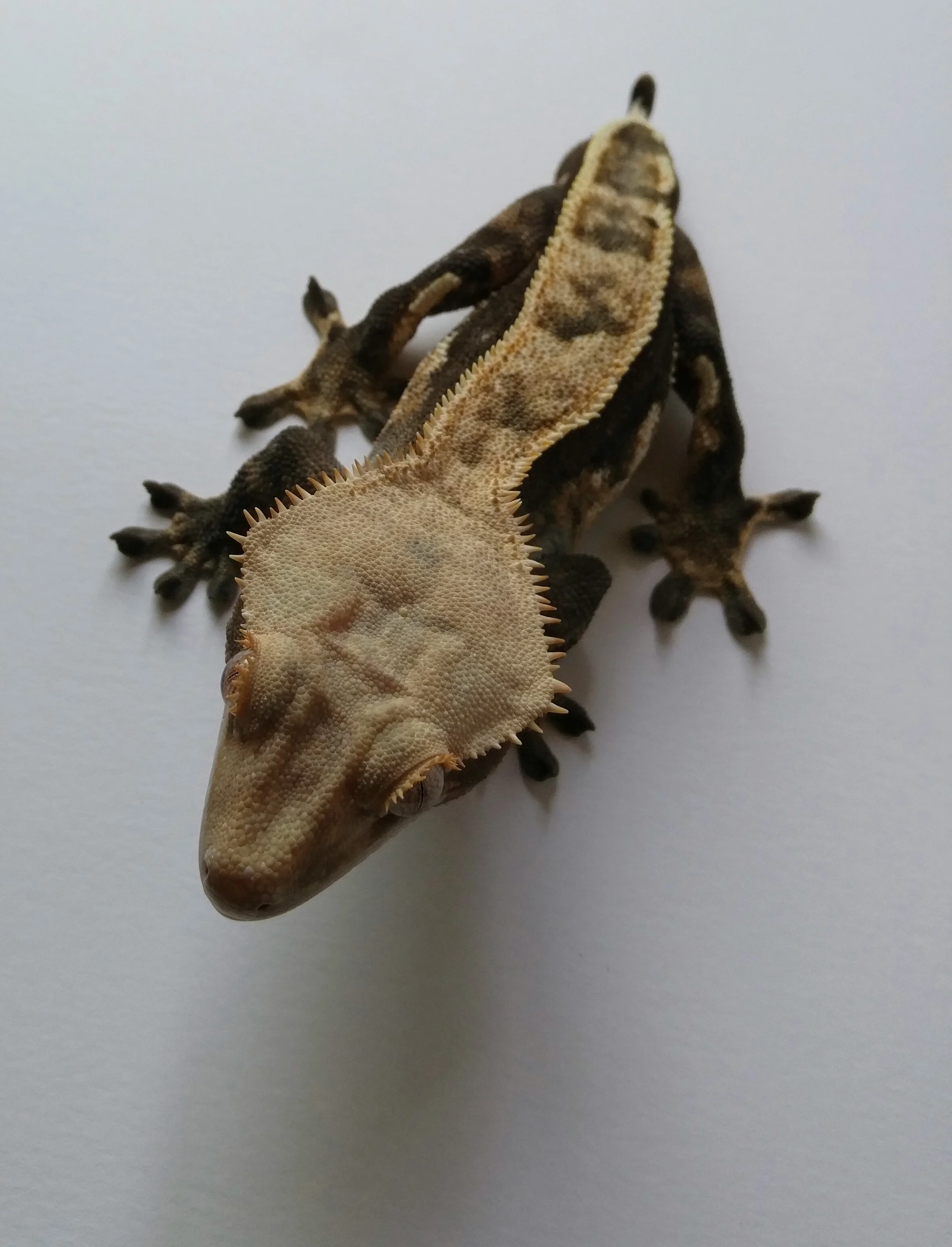 Male 29H