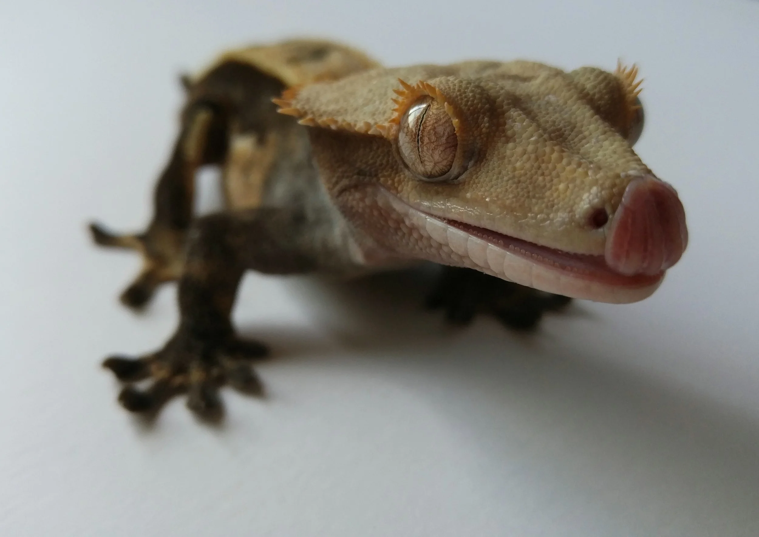 Male 29H black high percentage pin stripe 
