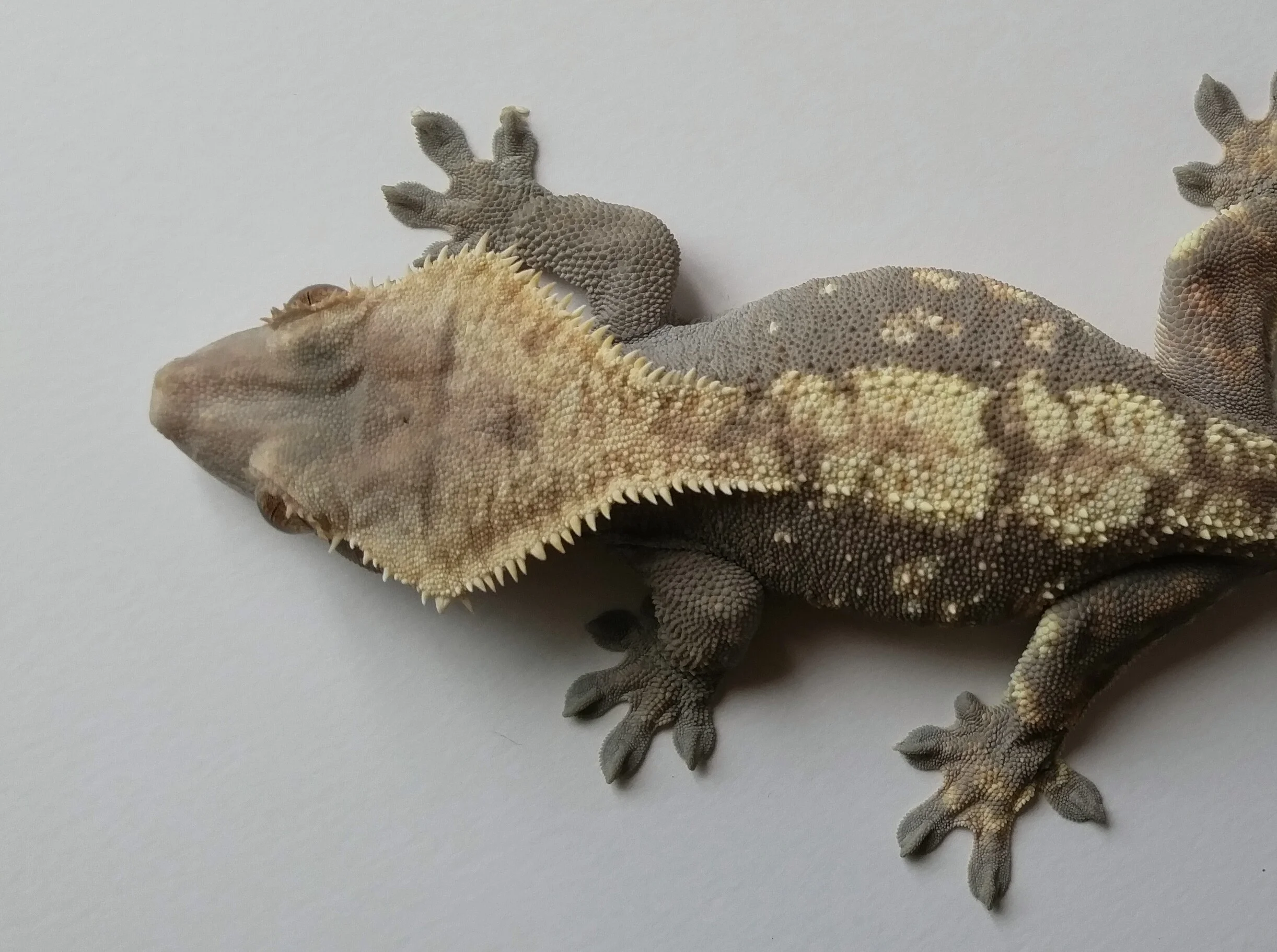 32H Pangea line, 60 grams 