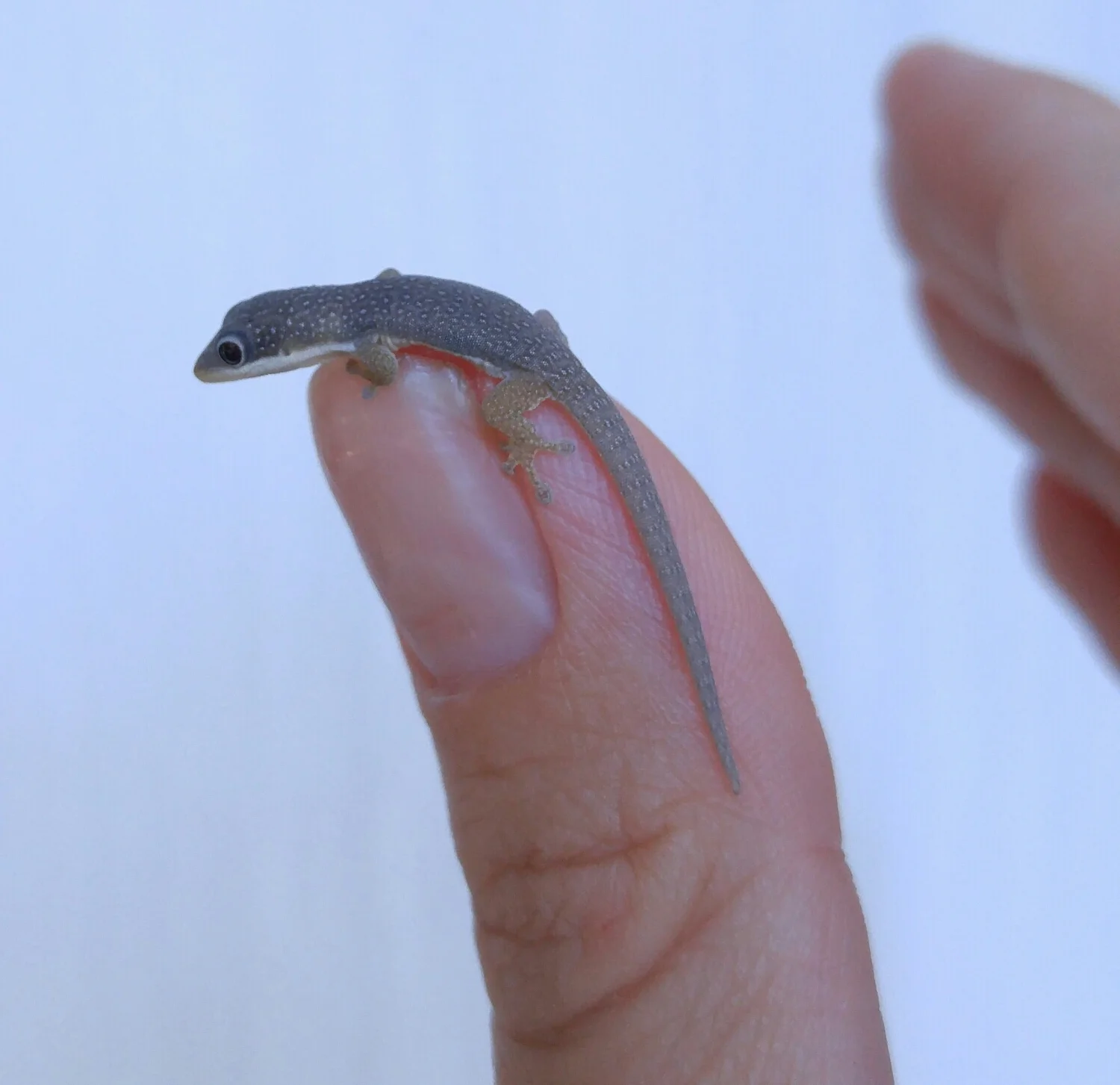 Hatchling day gecko found on the hotel wall, Ifaty.