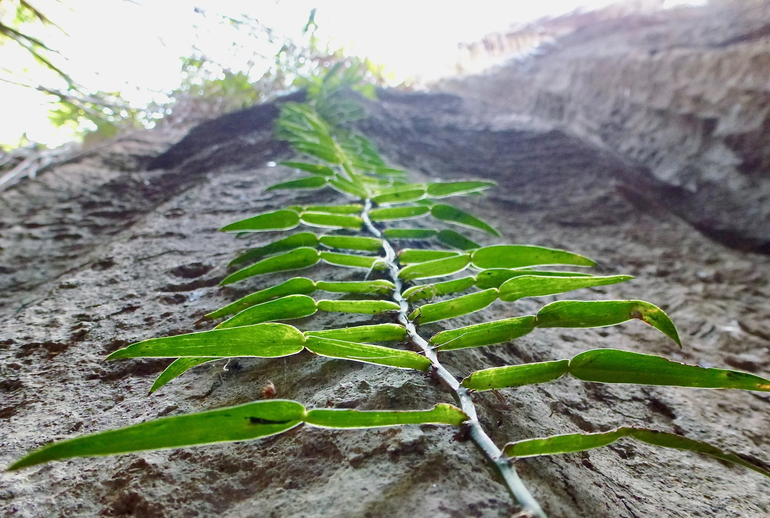 Vegetation growing up the wall of the tsingy.