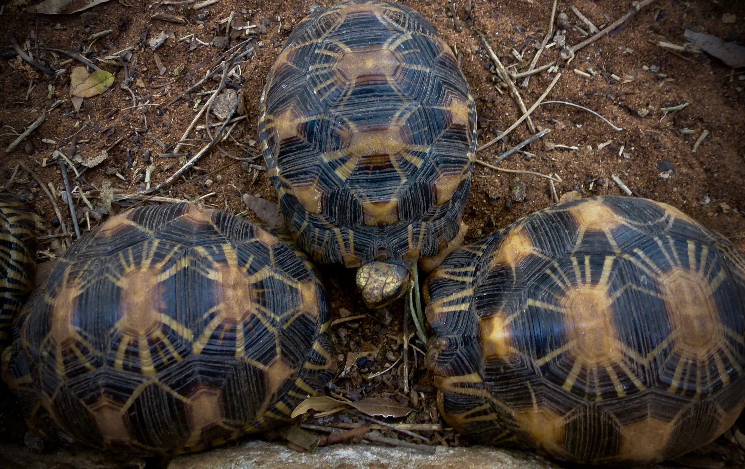 Radiated tortoises ( Astrochelys radiata).