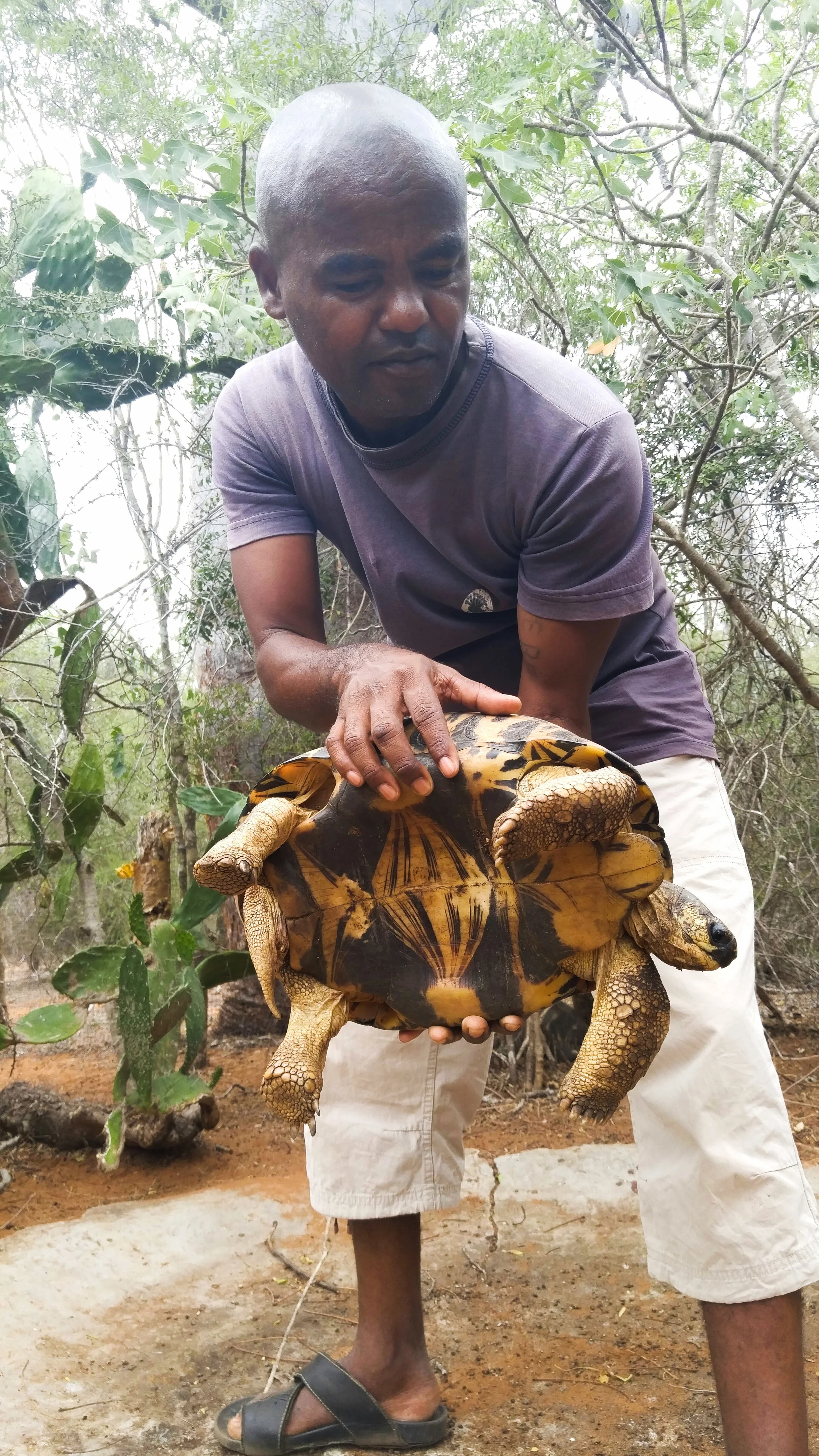 Our tortoise village guide shows us an adult male Radiated Tortoise from a breeding group. Notice the bottom is concave - the male's shell is shaped like this for mounting the female. Astrochelys radiata.