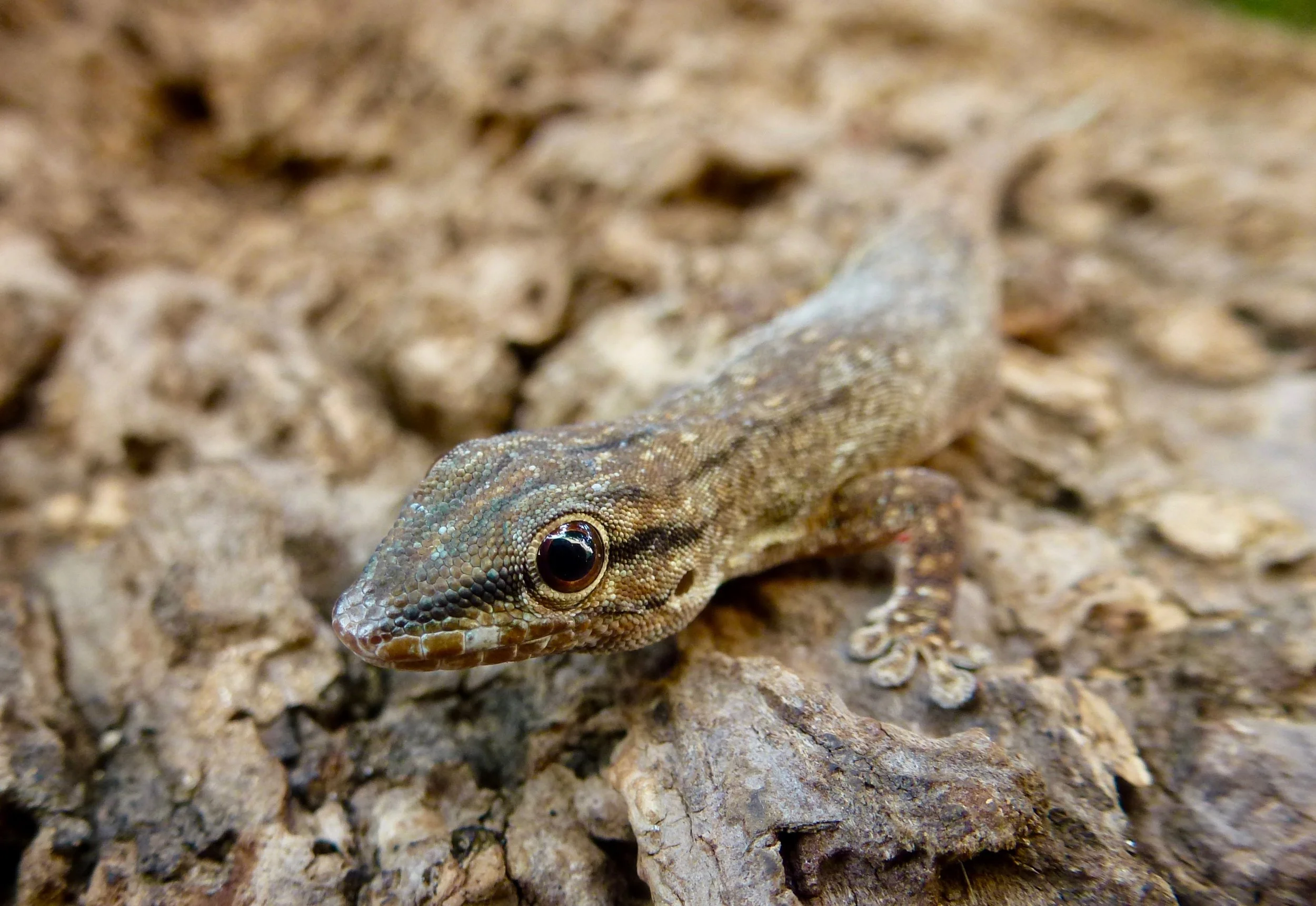 Geckos take refuge under the bark of trees. Phelsuma Sp.