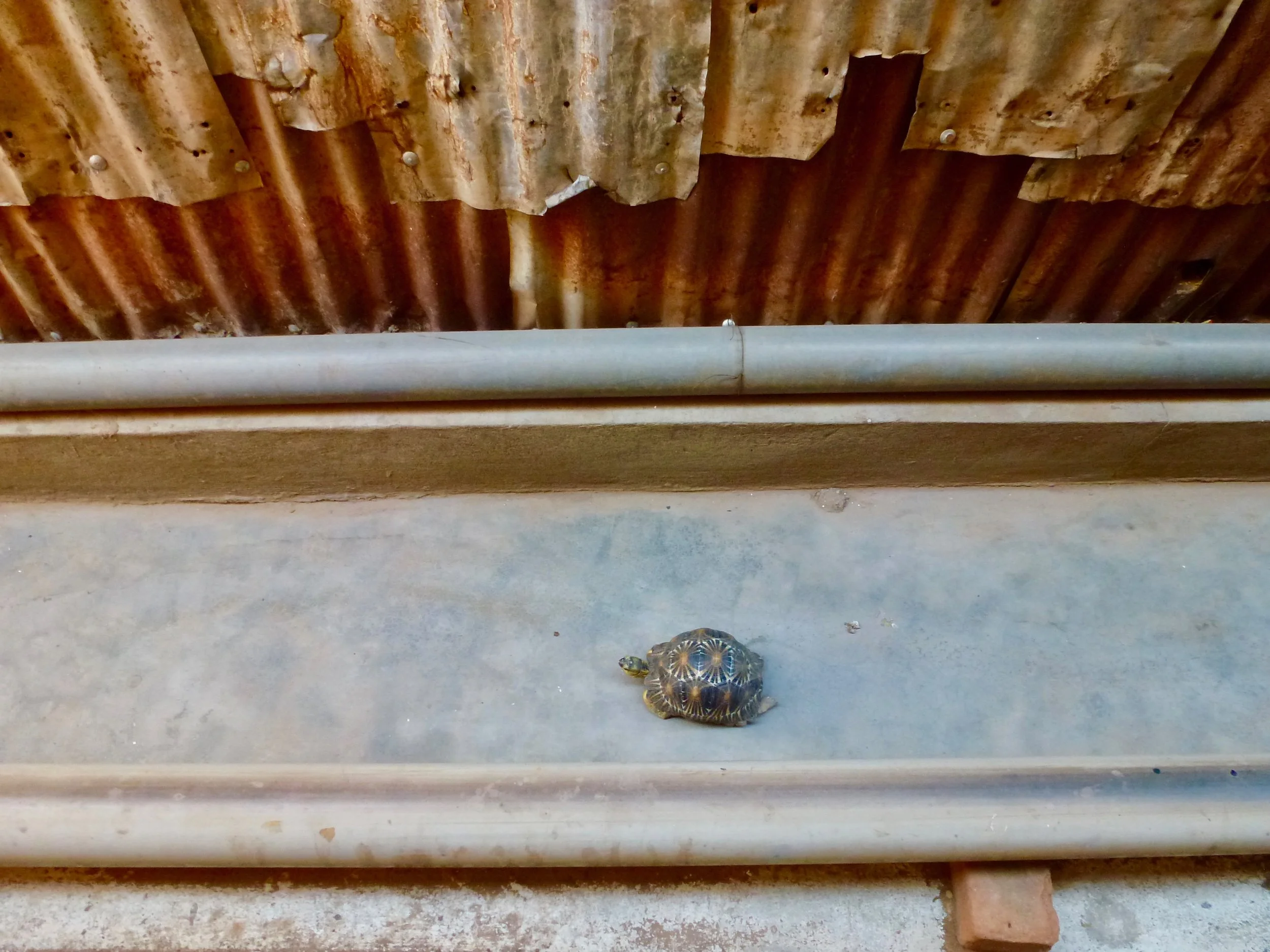 This Radiated Tortoise was living behind our hotel in Belo-sur-Tsiribihina.