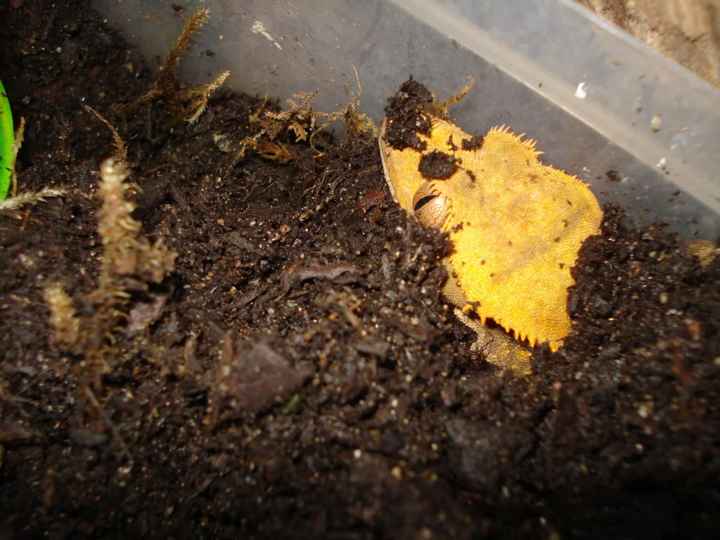 Female digging to lay eggs. 