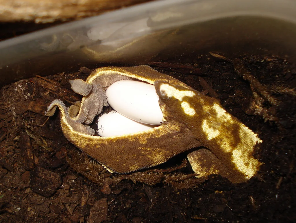 Female laying eggs. 