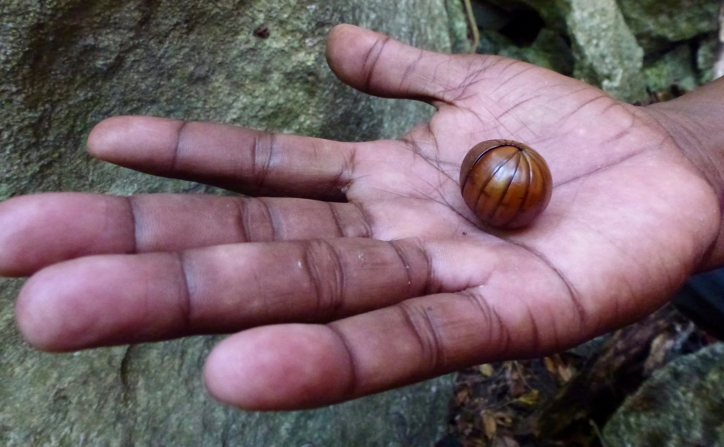 millipede or isopod?
