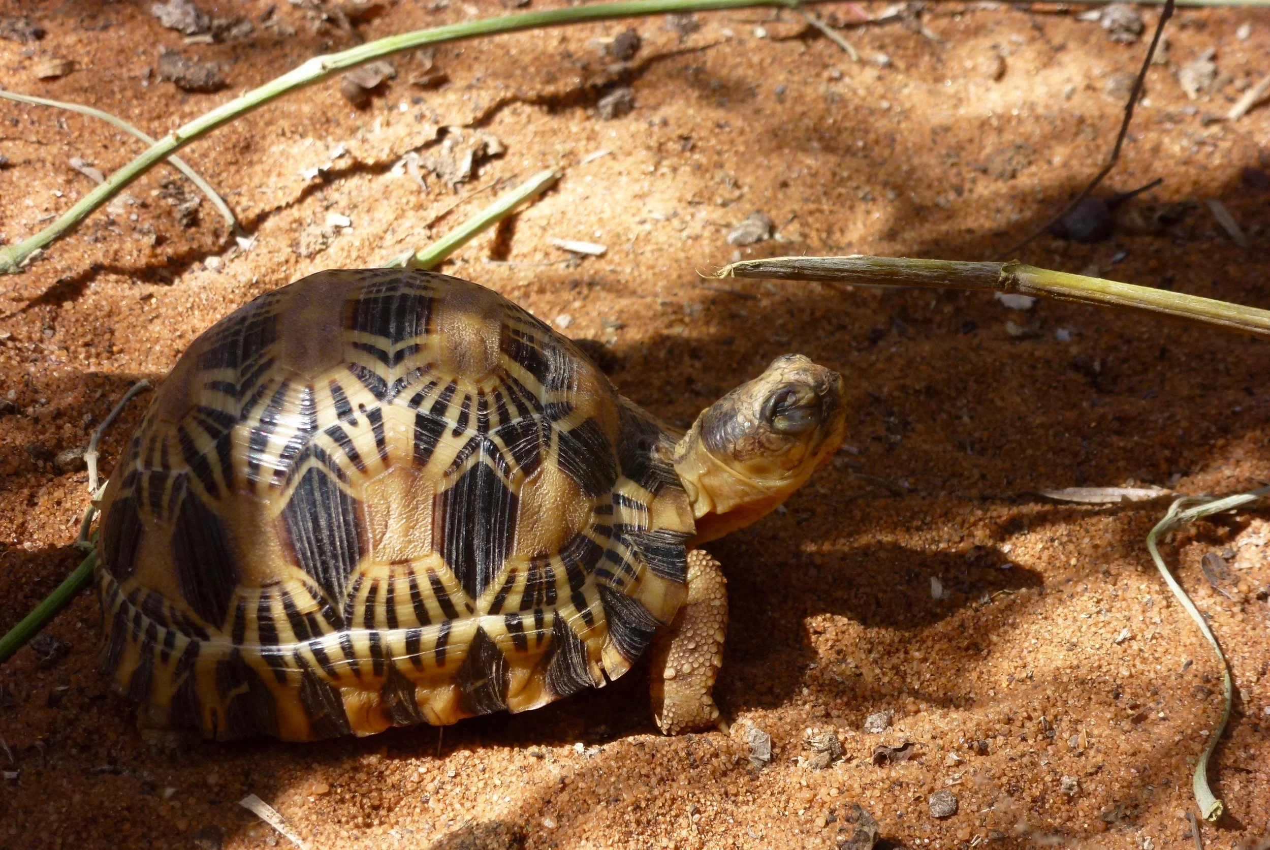Captive breeding results: Baby tortoise napping in the sun.