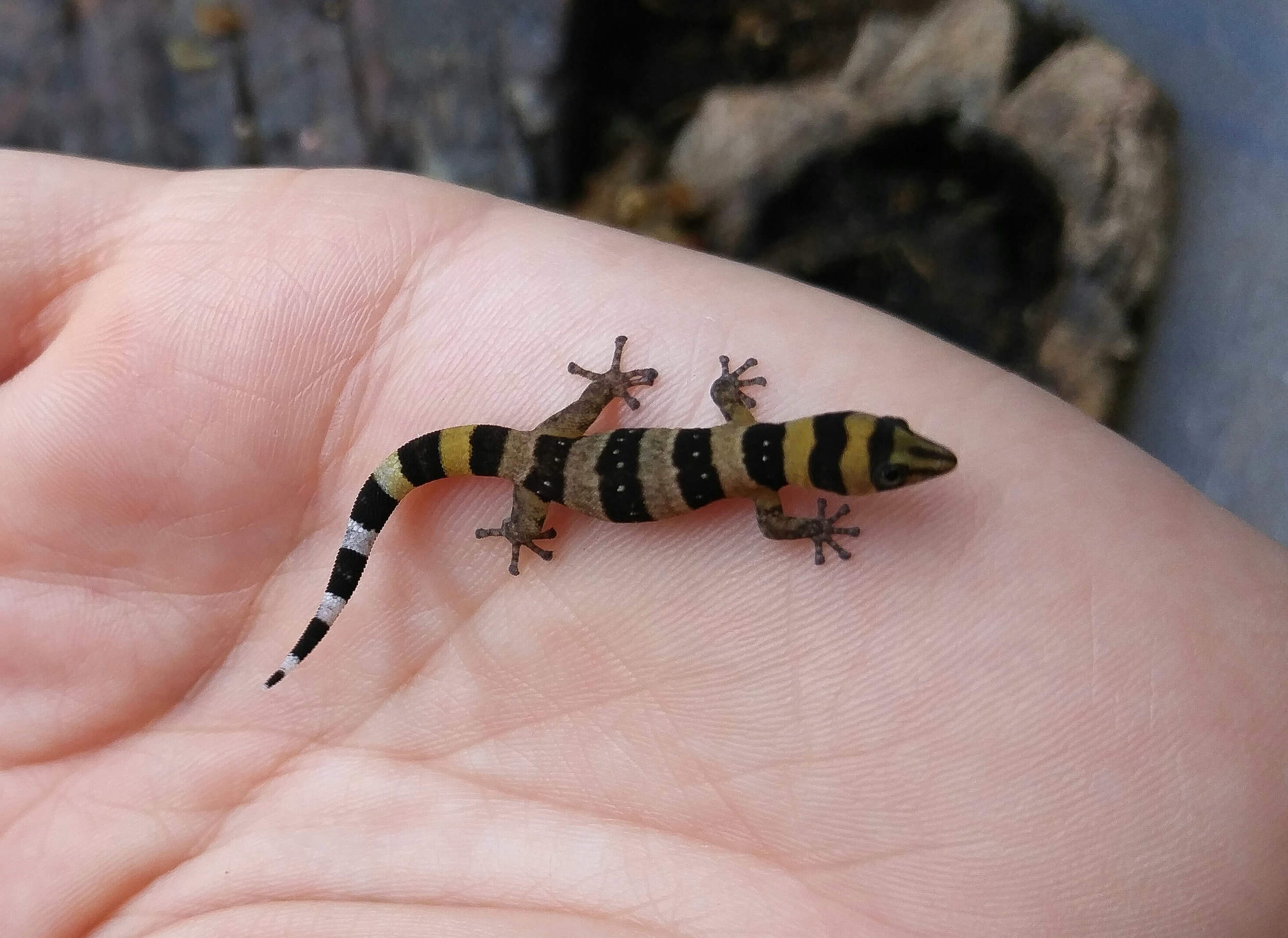 Dwarf Cuban Geckos (Sphaerodactylus nigropunctatus ocujul) — Lick Your  Eyeballs