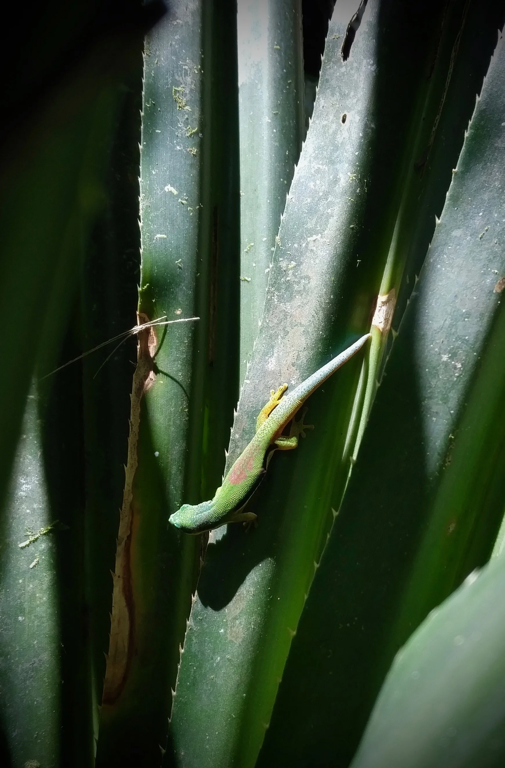 Lined Day Gecko (Phelsuma lineata) in a Pandanus plant in the forest in the Andasibe region.