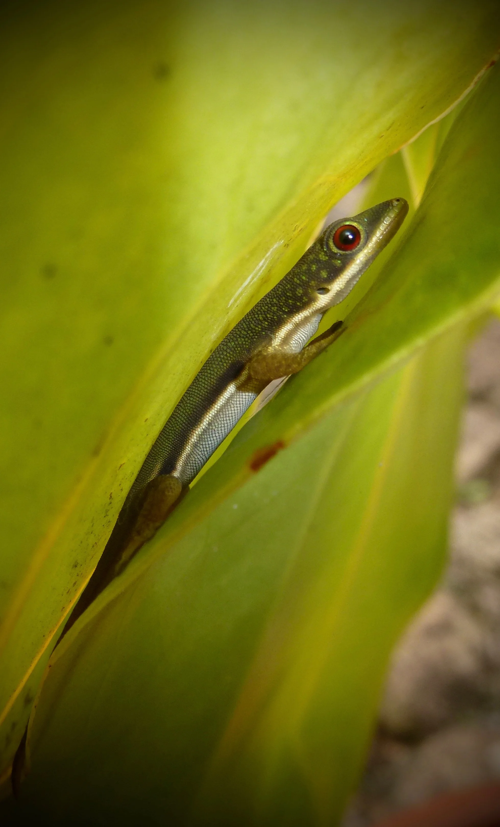 Hatchling Lined Day Gecko (Phelsuma lineata) living in the potted plants at the hotel in Ranomafana.